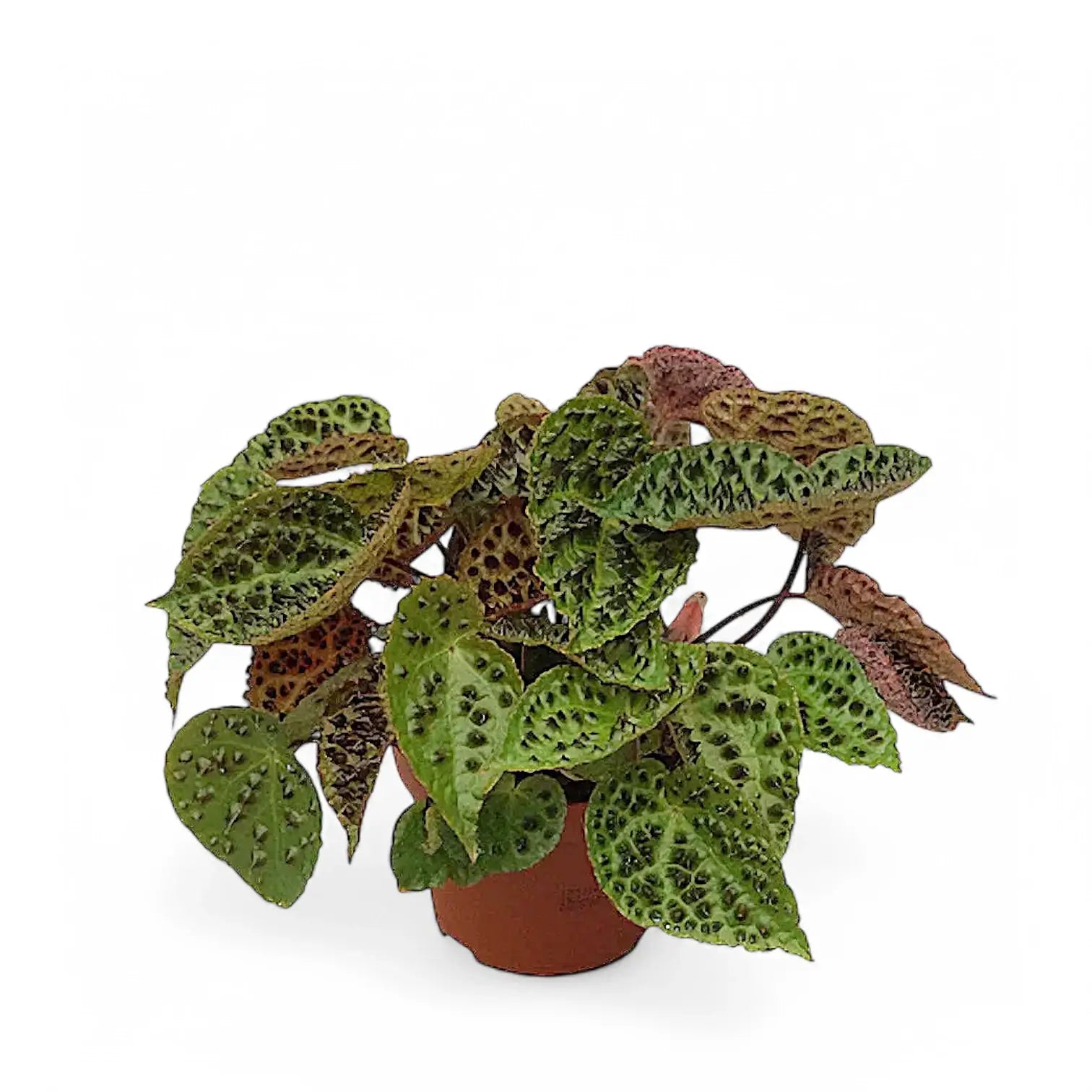 Begonia ferox – Zimmerpflanze im Kulturtopf auf weißem Hintergrund, Produktfoto 3.