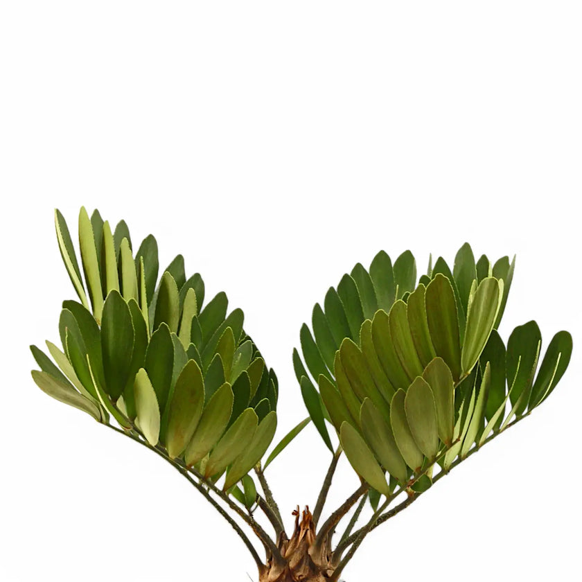 Zamia furfuracea leaf close-up on white background.