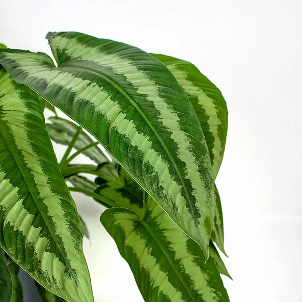 Schismatoglottis wallichii – Zimmerpflanze im Kulturtopf auf weißem Hintergrund, Produktfoto 2.