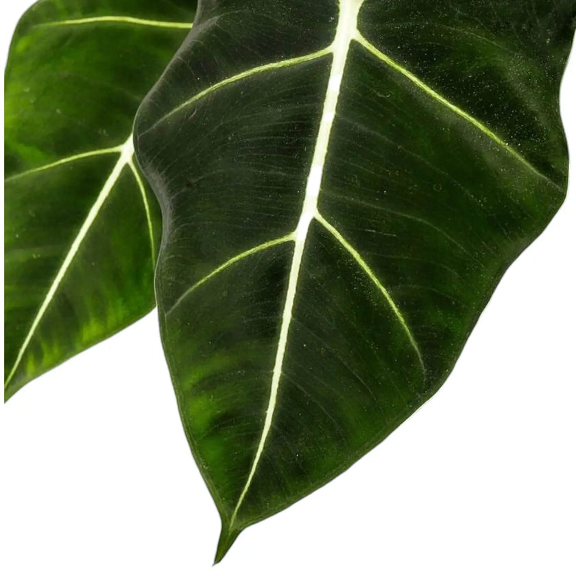 Nahaufnahme von Alocasia micholitziana ‘Green velvet’ (‘Maxkowskii') vor weißem Hintergrund.