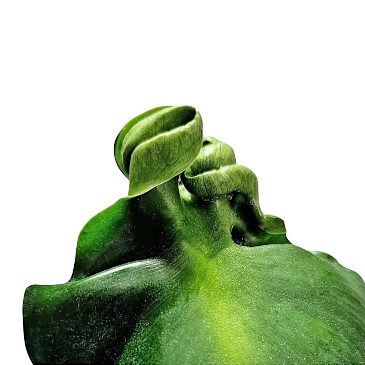 Philodendron rugosum aberrant form – Nahaufnahme eines Blatts vor weißem Hintergrund.