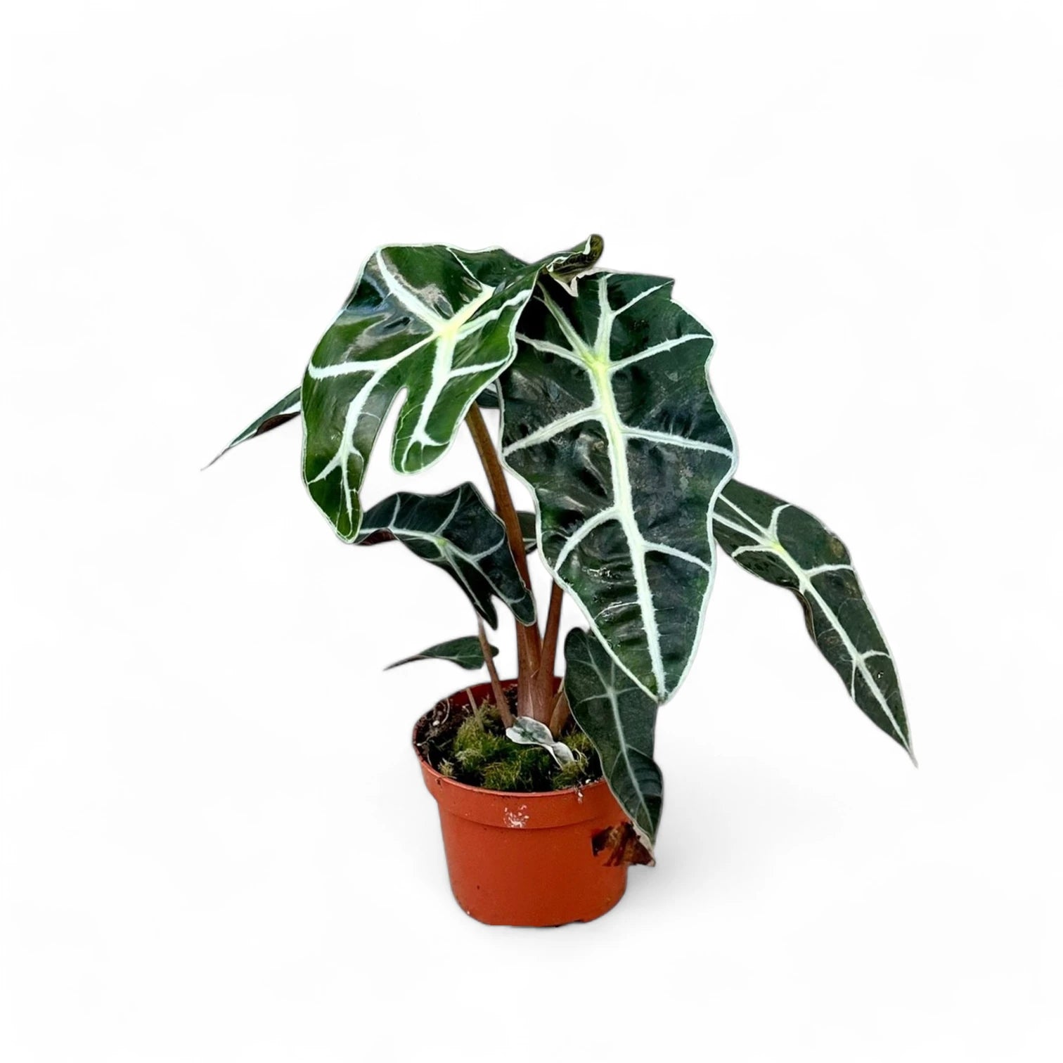 Alocasia 'Polly' â Zimmerpflanze im Kulturtopf auf weiĂem Hintergrund, Produktfoto 4.