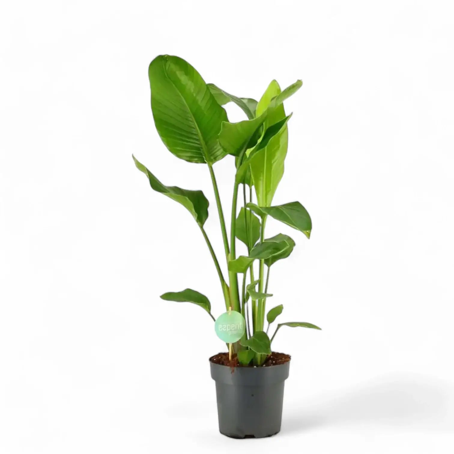 Strelitzia nicolai potted houseplant in nursery pot on white background, product photo 11.