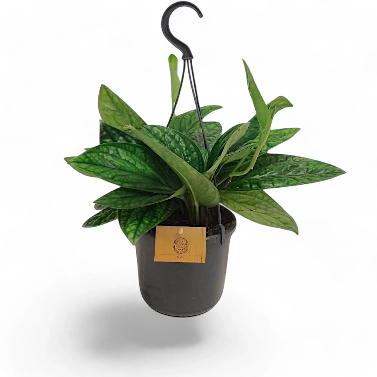 Monstera sp. Peru ('Karstenianum') potted houseplant in nursery pot on white background, product photo 7.