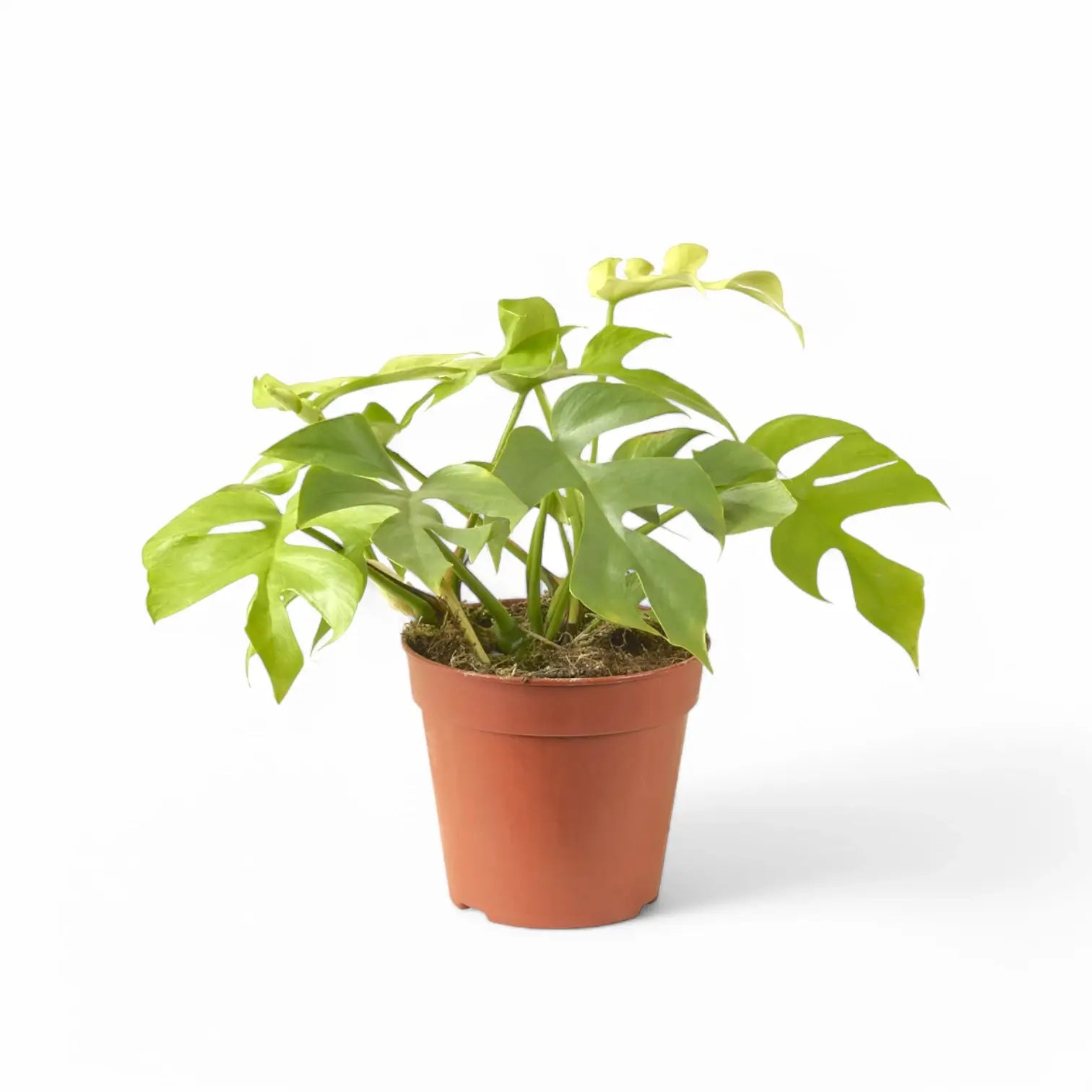 Rhaphidophora tetrasperma 'Goldrush' potted houseplant in nursery pot on white background, product photo 2.