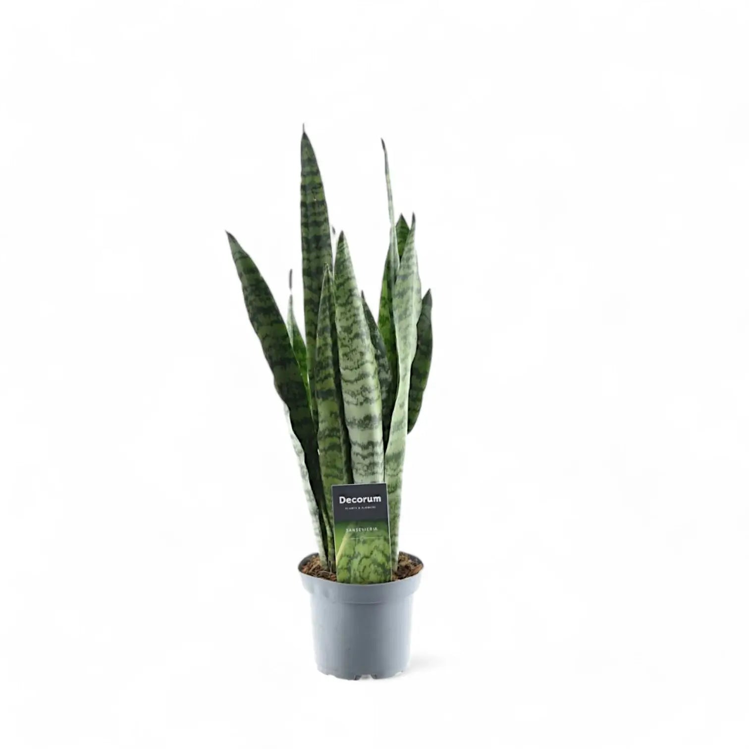 Dracaena (Sansevieria) zeylanica potted houseplant in nursery pot on white background, product photo 5.