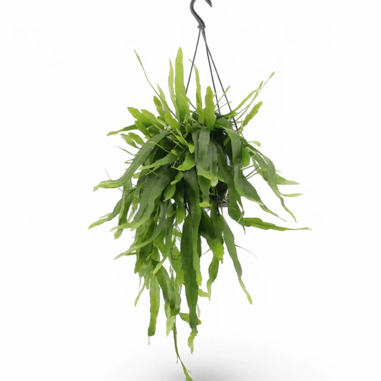 Epiphyllum pumilum – Topfpflanze im Kulturtopf vor weißem Hintergrund, Produktfoto 6.