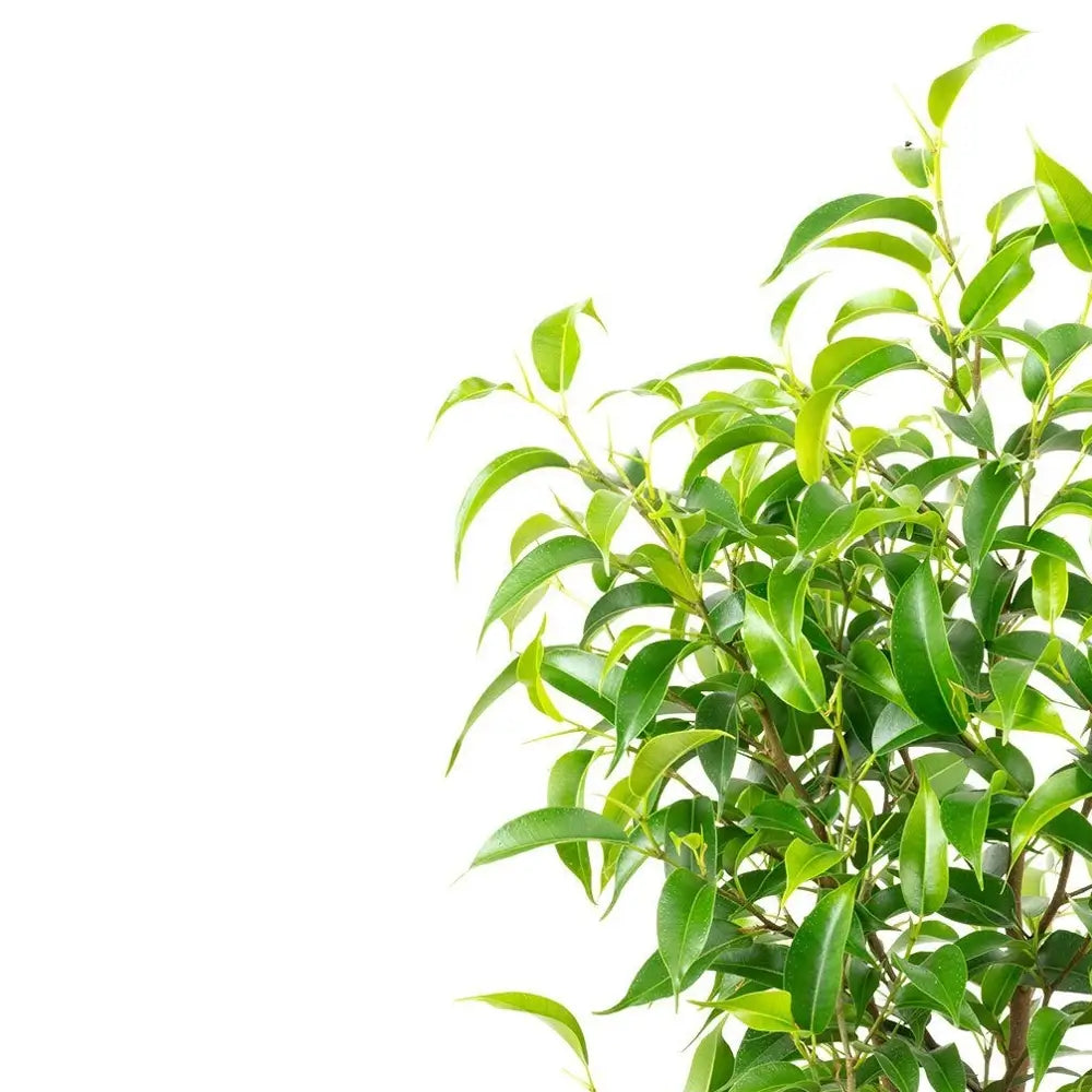 Ficus benjamina 'Natasja' leaf close-up on white background.