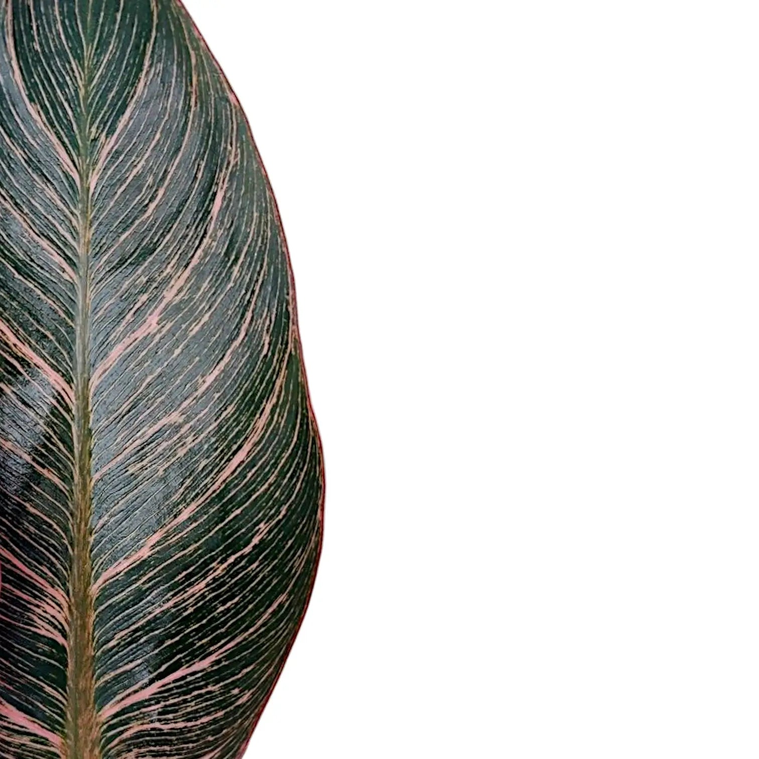 Philodendron 'Birkin Pink' ('Pink Bikini') – Zimmerpflanze im Kulturtopf auf weißem Hintergrund, Produktfoto 10.