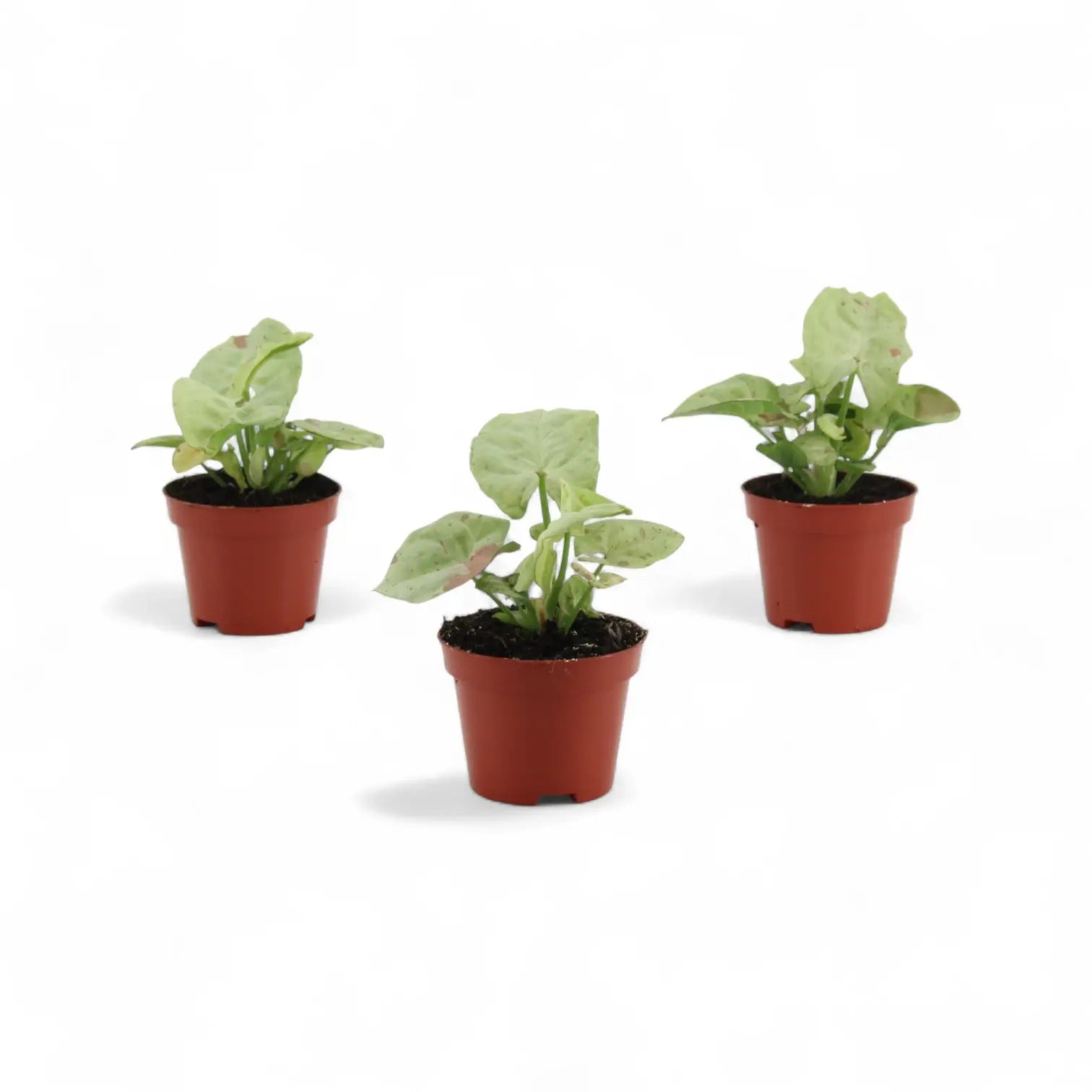 Syngonium podophyllum 'Confetti' potted houseplant in nursery pot on white background, product photo 3.