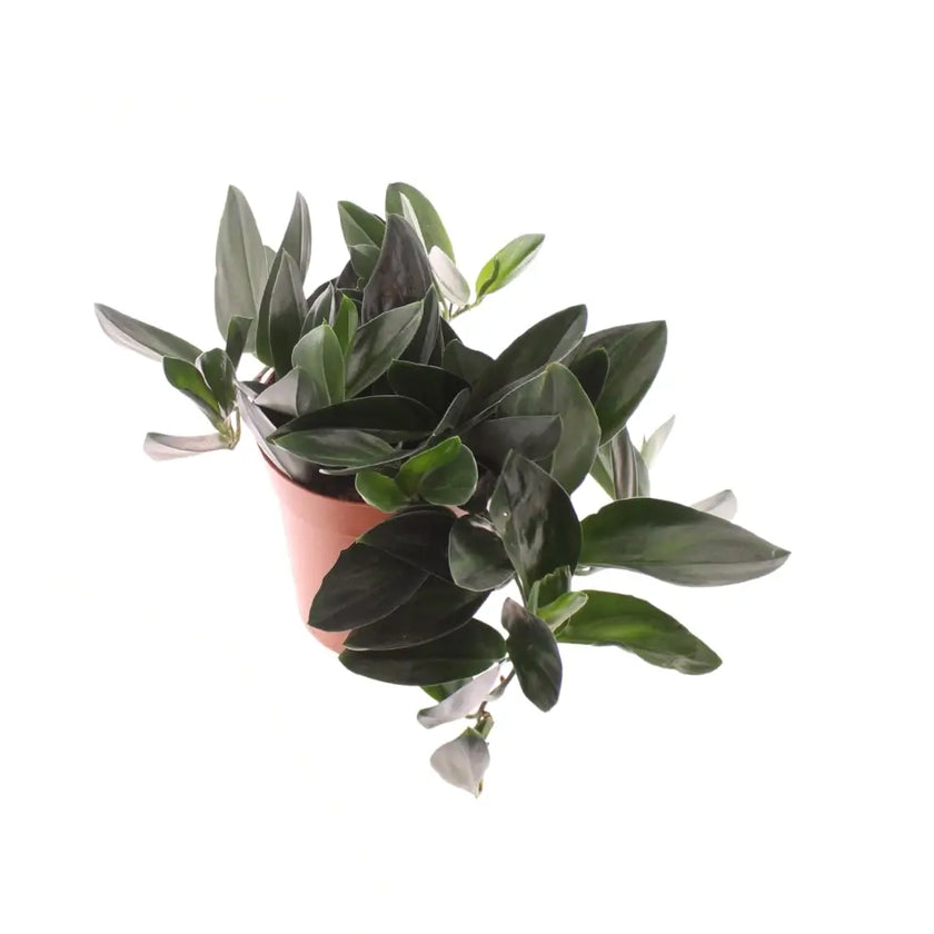 Scindapsus treubii 'Dark form' ('Nearly Black') – Zimmerpflanze im Kulturtopf auf weißem Hintergrund, Produktfoto 2.