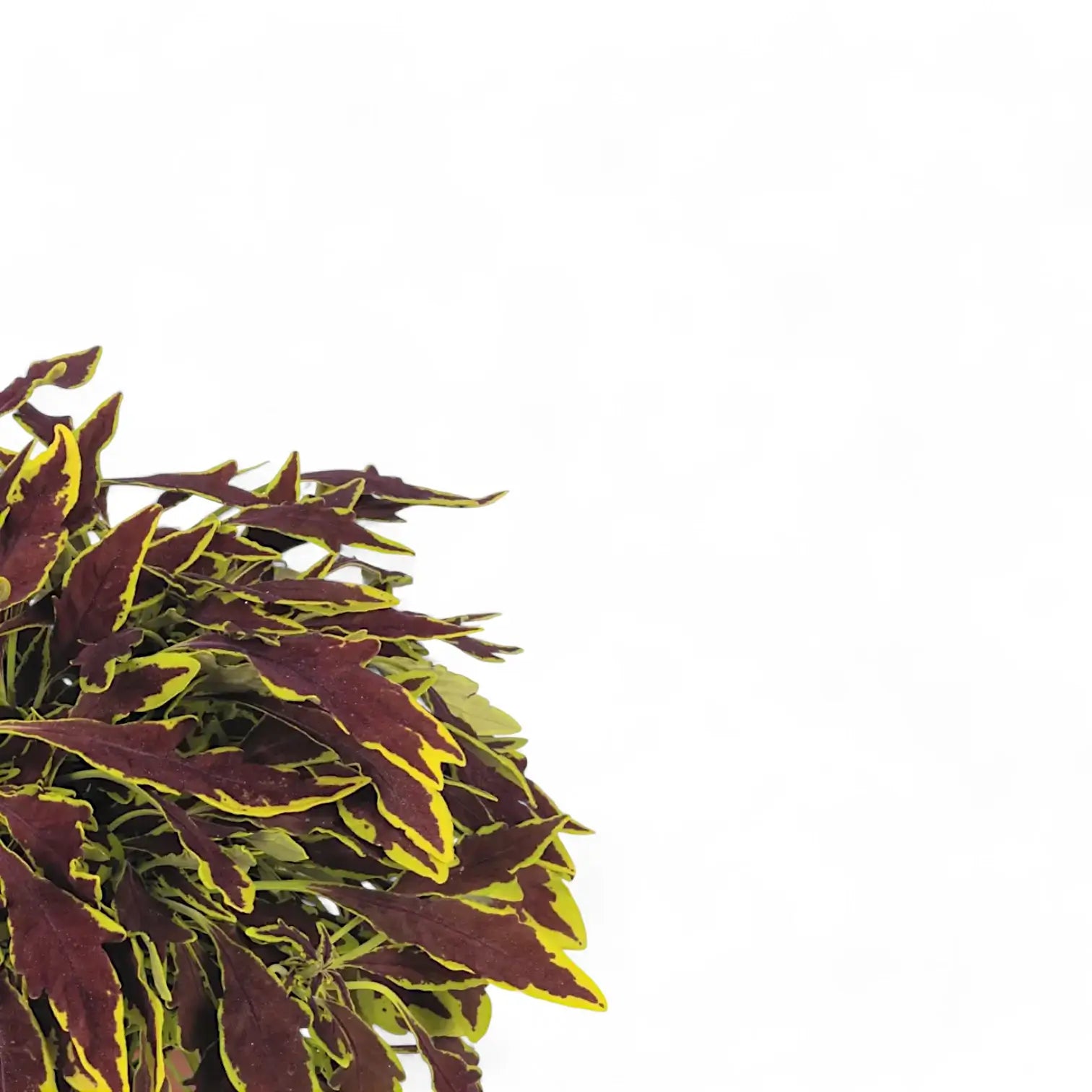 Nahaufnahme eines Blatts von Coleus scutellarioides 'Le Freak' vor weißem Hintergrund.