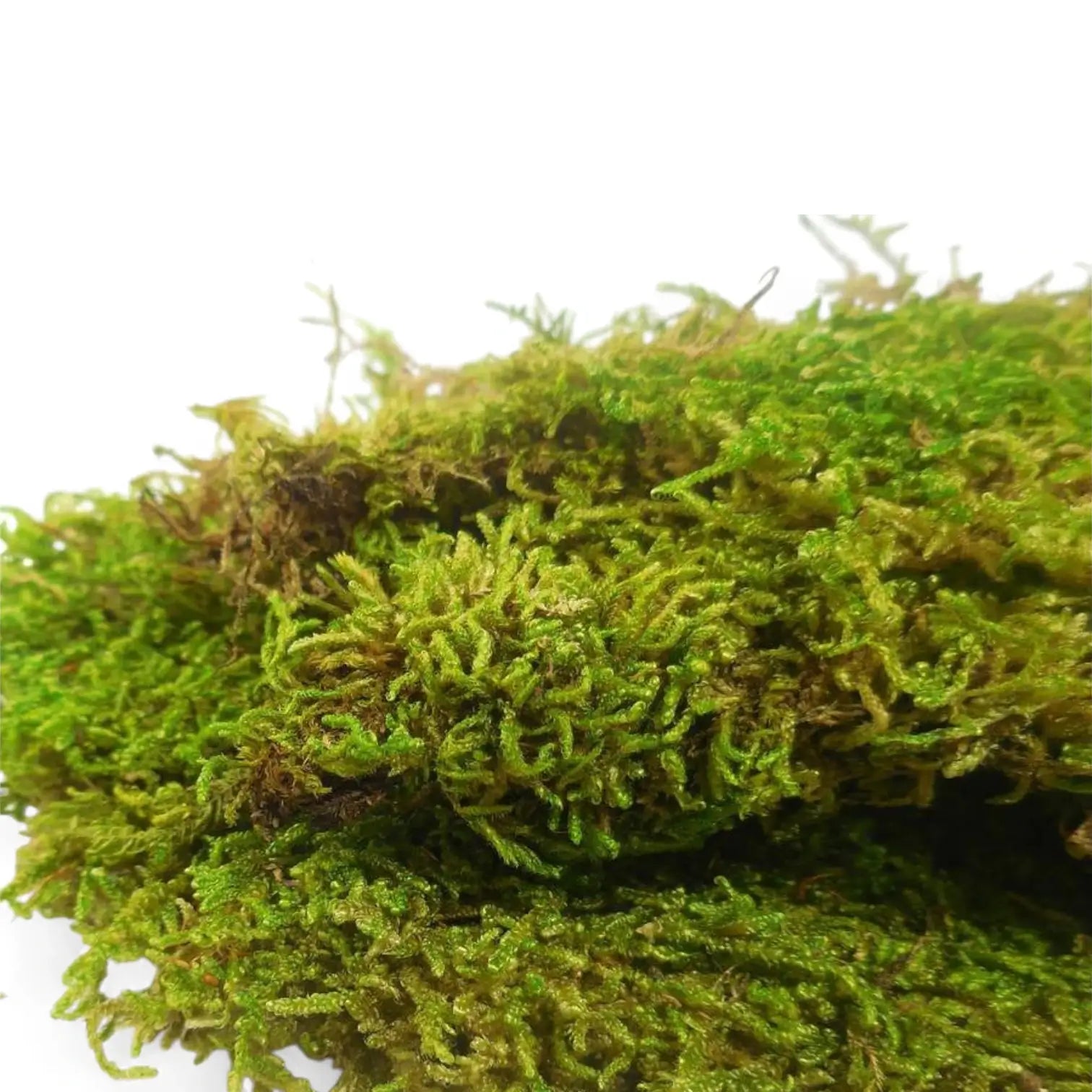 Live Sheet Moss potted houseplant in nursery pot on white background, product photo 2.