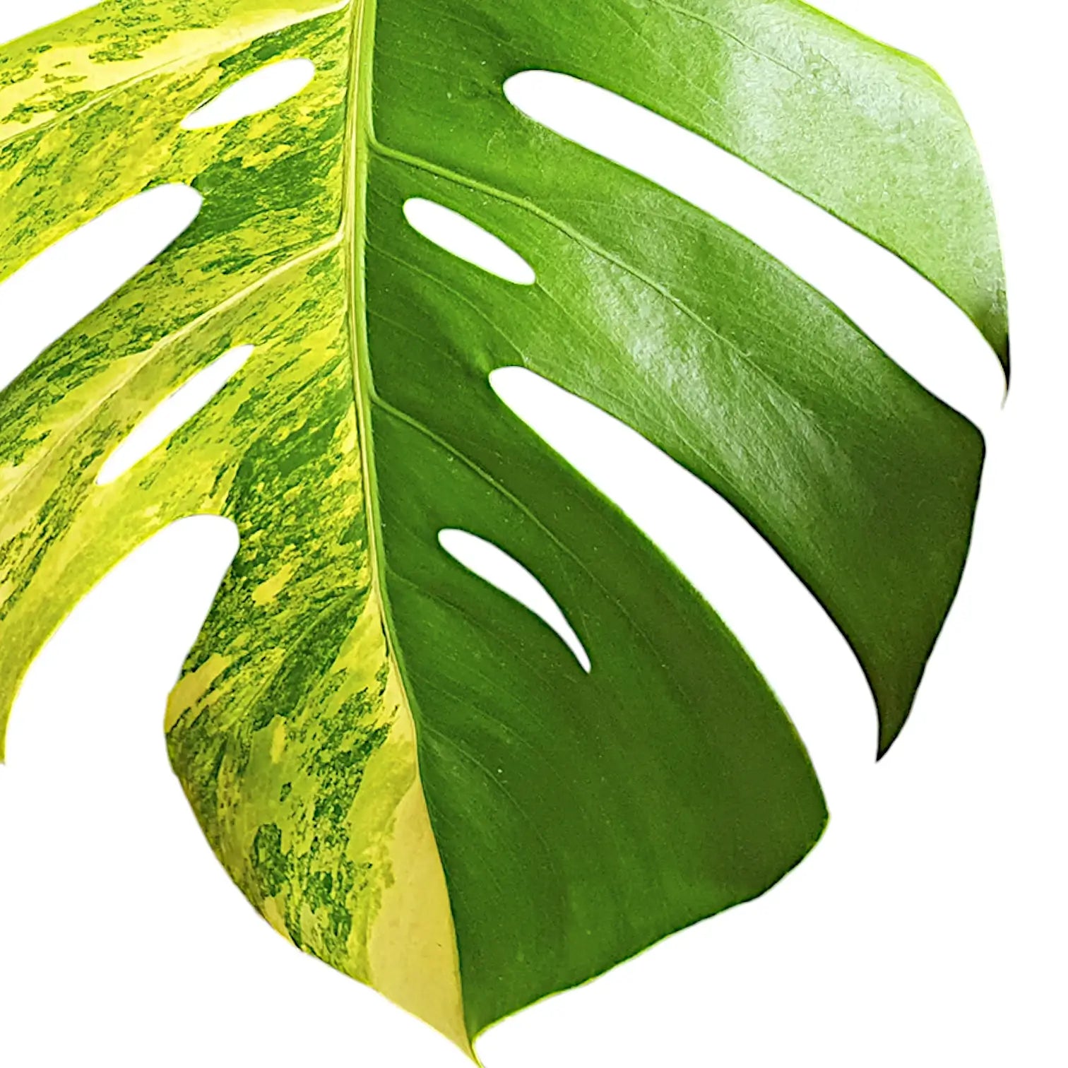 Monstera deliciosa var. borsigiana 'Aurea variegata' potted houseplant in nursery pot on white background, product photo 5.