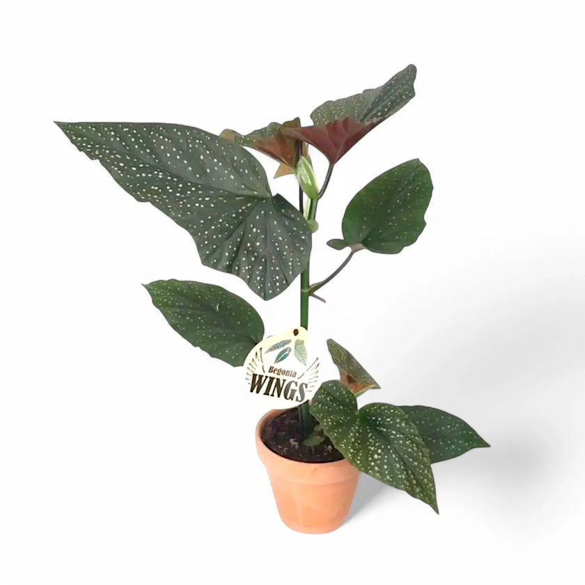 Begonia corallina 'Wings' (Begonia corallina 'Lucerna') potted houseplant in nursery pot on white background, product photo 2.