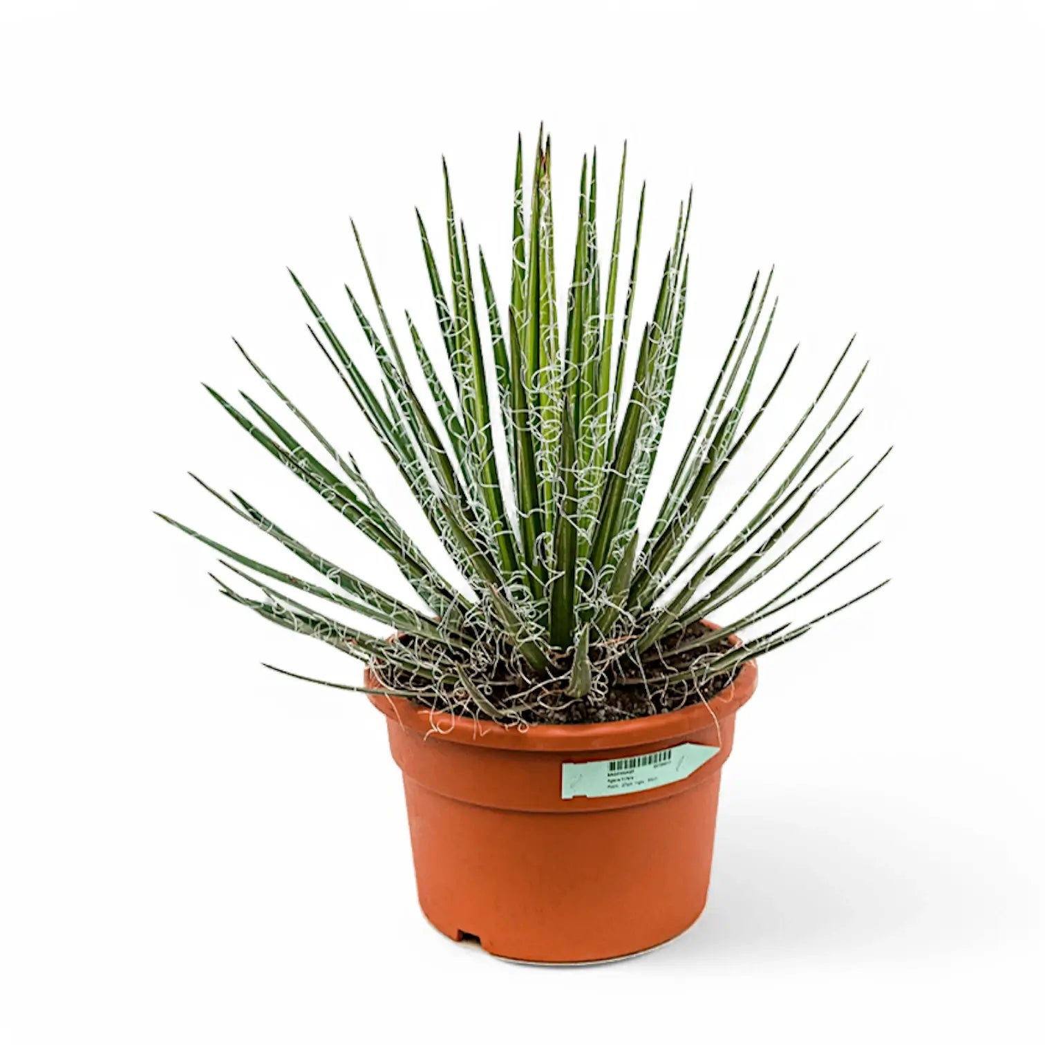 Agave filifera potted houseplant in nursery pot on white background, product photo 2.