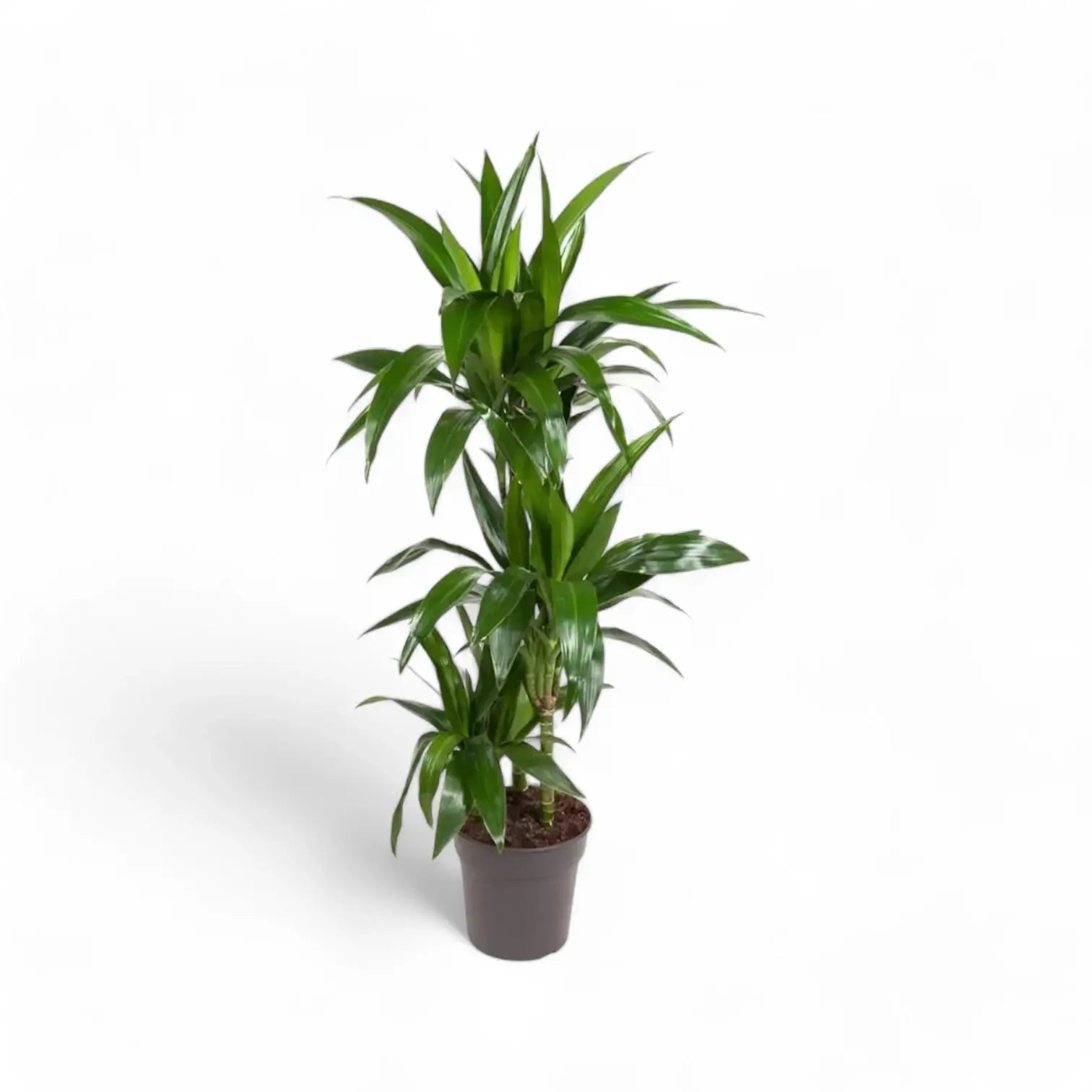 Dracaena fragrans 'Janet Craig' – Topfpflanze im Kulturtopf vor weißem Hintergrund, Produktfoto 9.