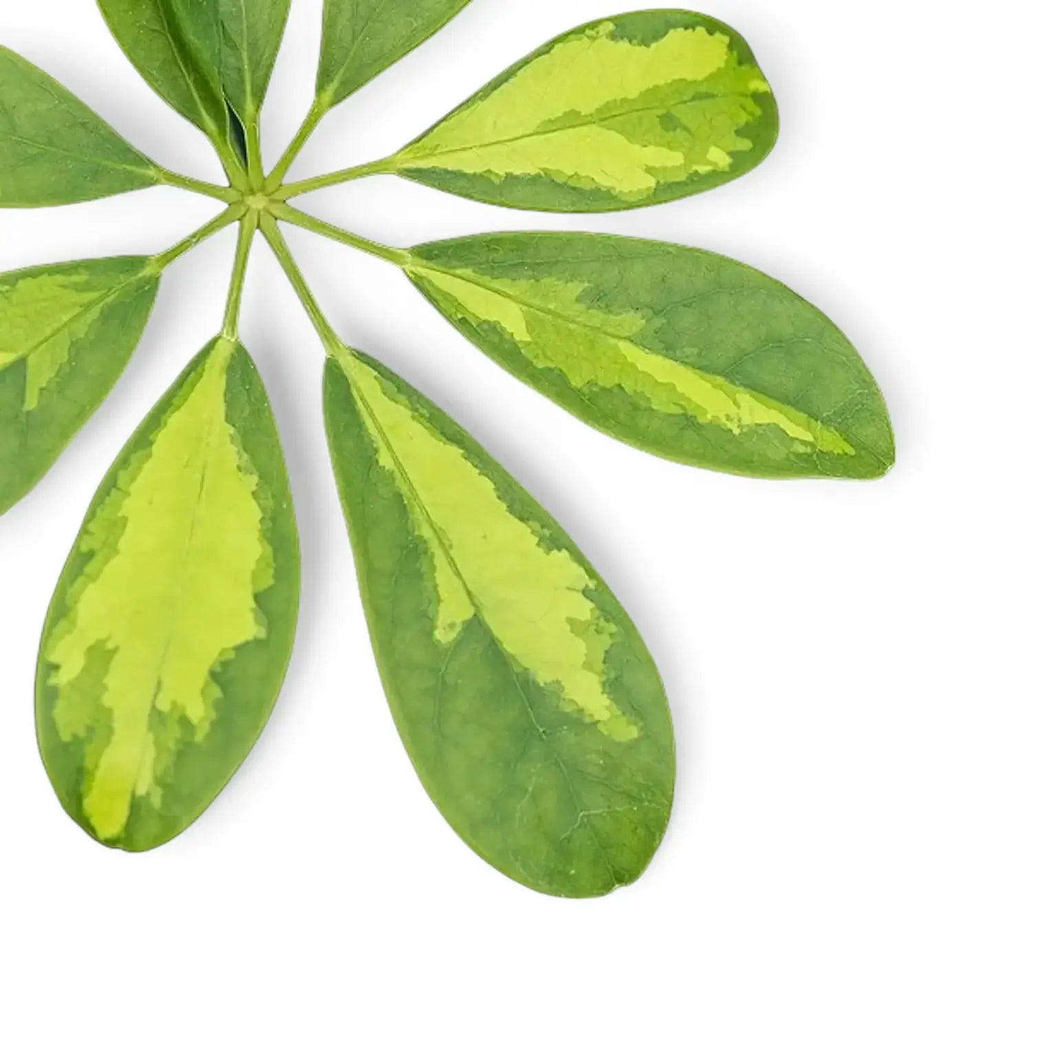 Heptapleurum (Schefflera) arboricola 'Gold Capella' potted houseplant in nursery pot on white background, product photo 9.