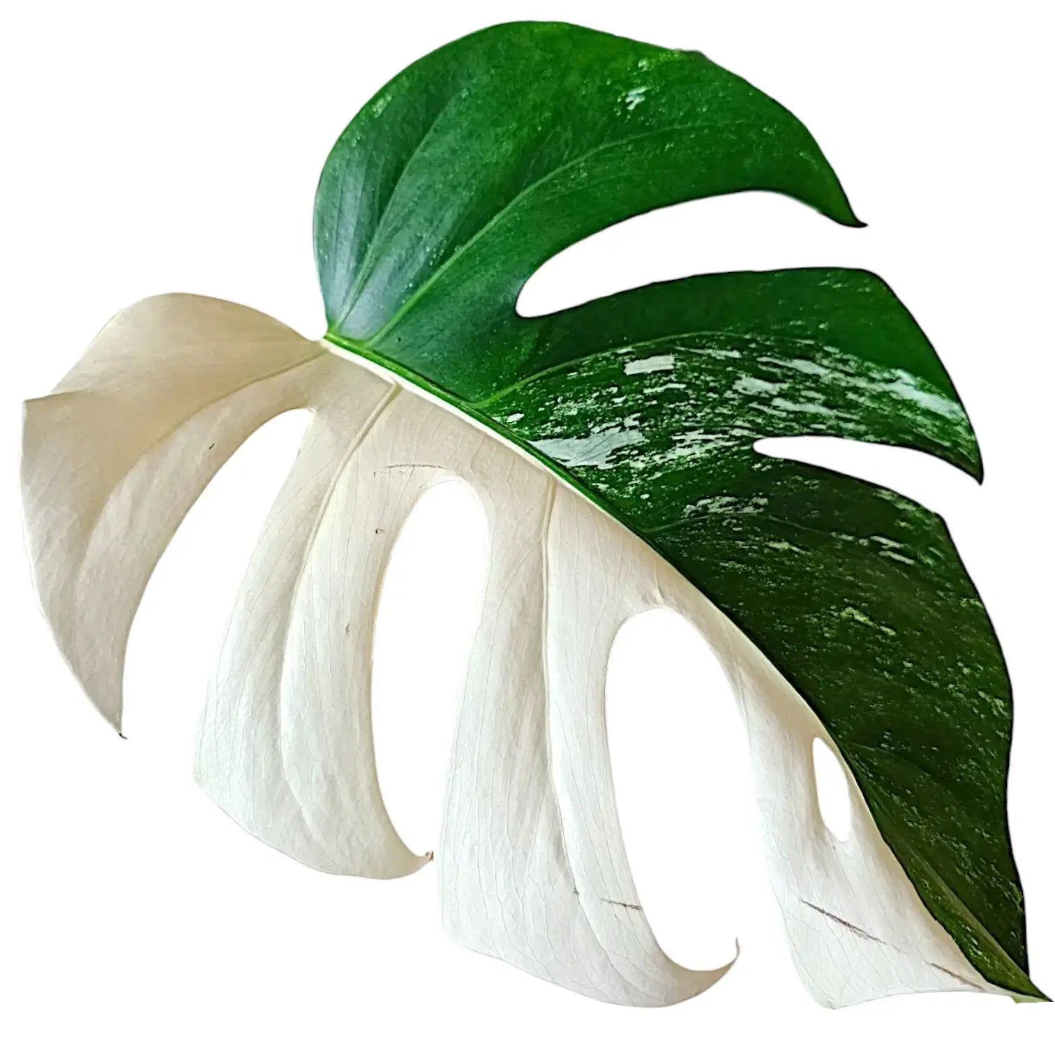Monstera deliciosa variegata 'Super White' – Blatt-Detailaufnahme auf weißem Hintergrund.