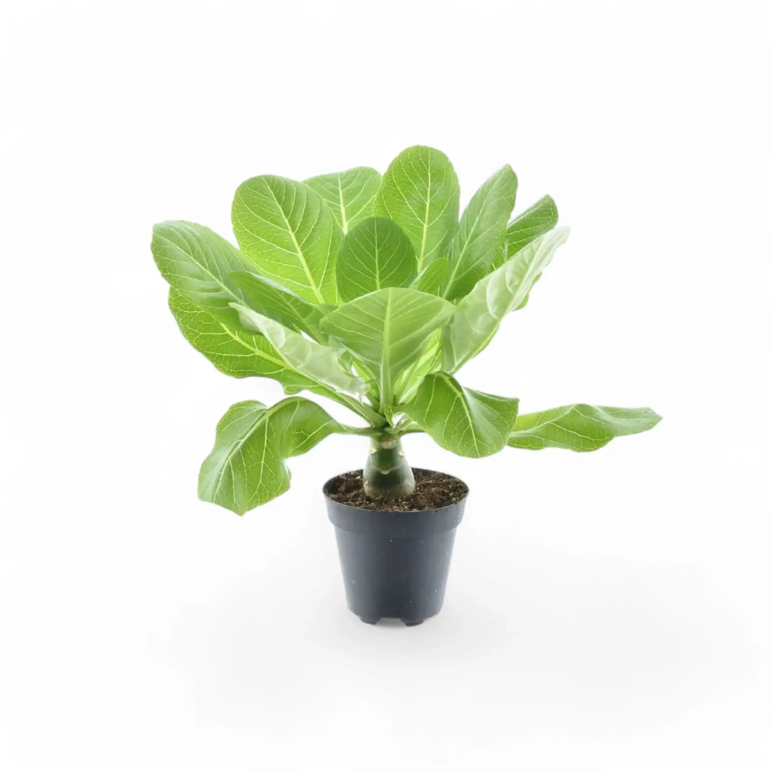 Brighamia insignis 'Hawaii Palm' potted houseplant in nursery pot on white background, product photo 2.