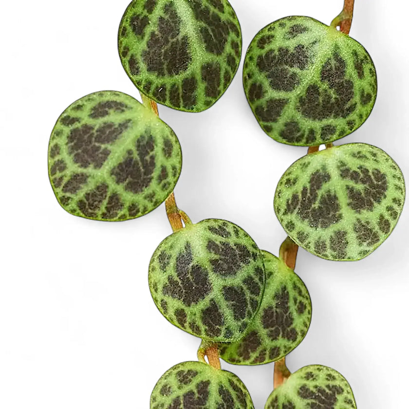 Nahaufnahme eines Blatts von Peperomia prostrata vor weißem Hintergrund.