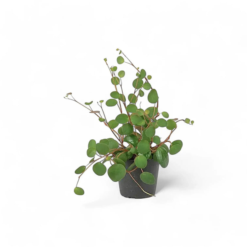 Peperomia 'Pepperspot' potted houseplant in nursery pot on white background, product photo 3.
