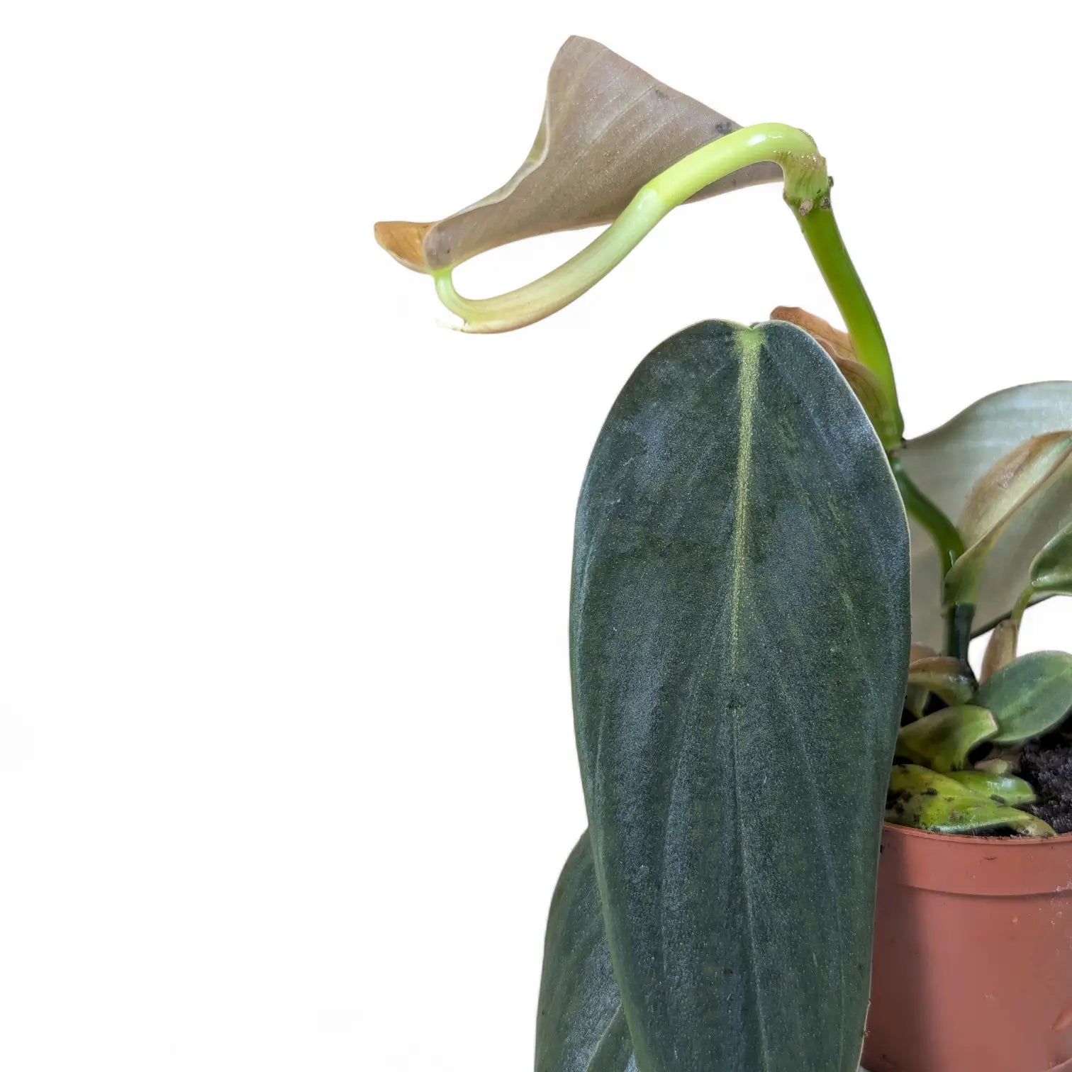 Philodendron gigas – Topfpflanze im Kulturtopf vor weißem Hintergrund, Produktfoto 5.