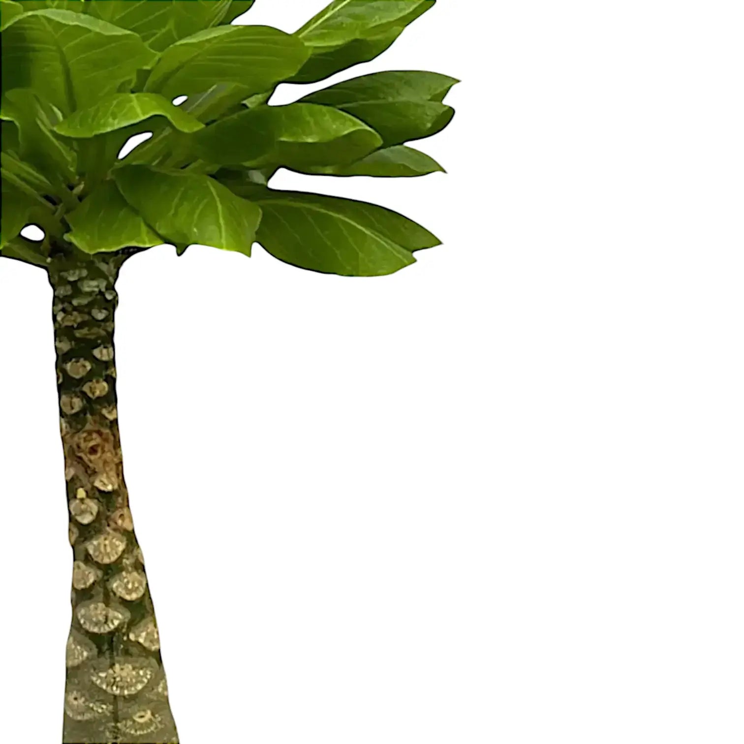 Brighamia insignis 'Hawaii Palm' leaf close-up on white background.