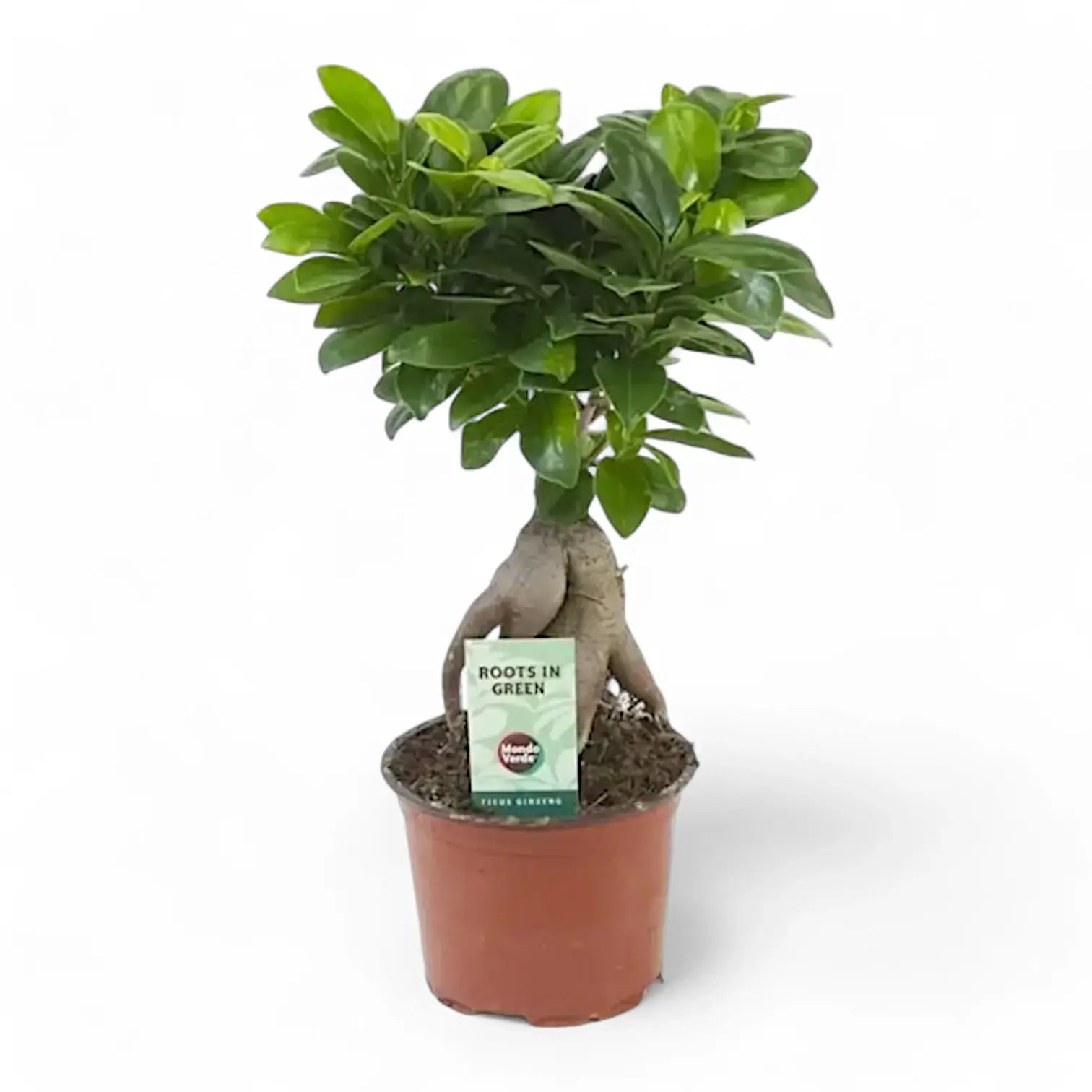 Ficus microcarpa 'Ginseng' potted houseplant in nursery pot on white background, product photo 11.