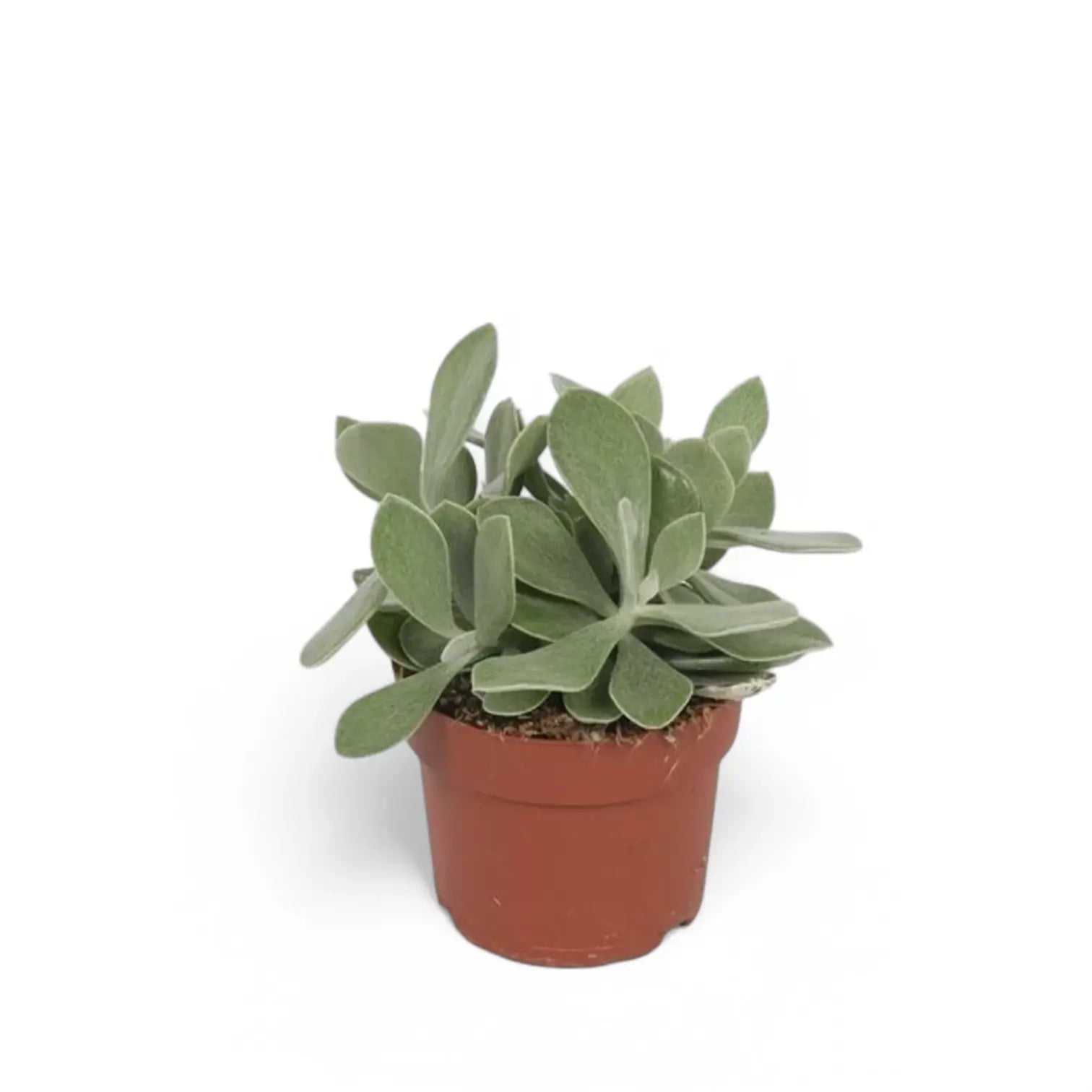 Kleinia cephalophora potted houseplant in nursery pot on white background, product photo 4.
