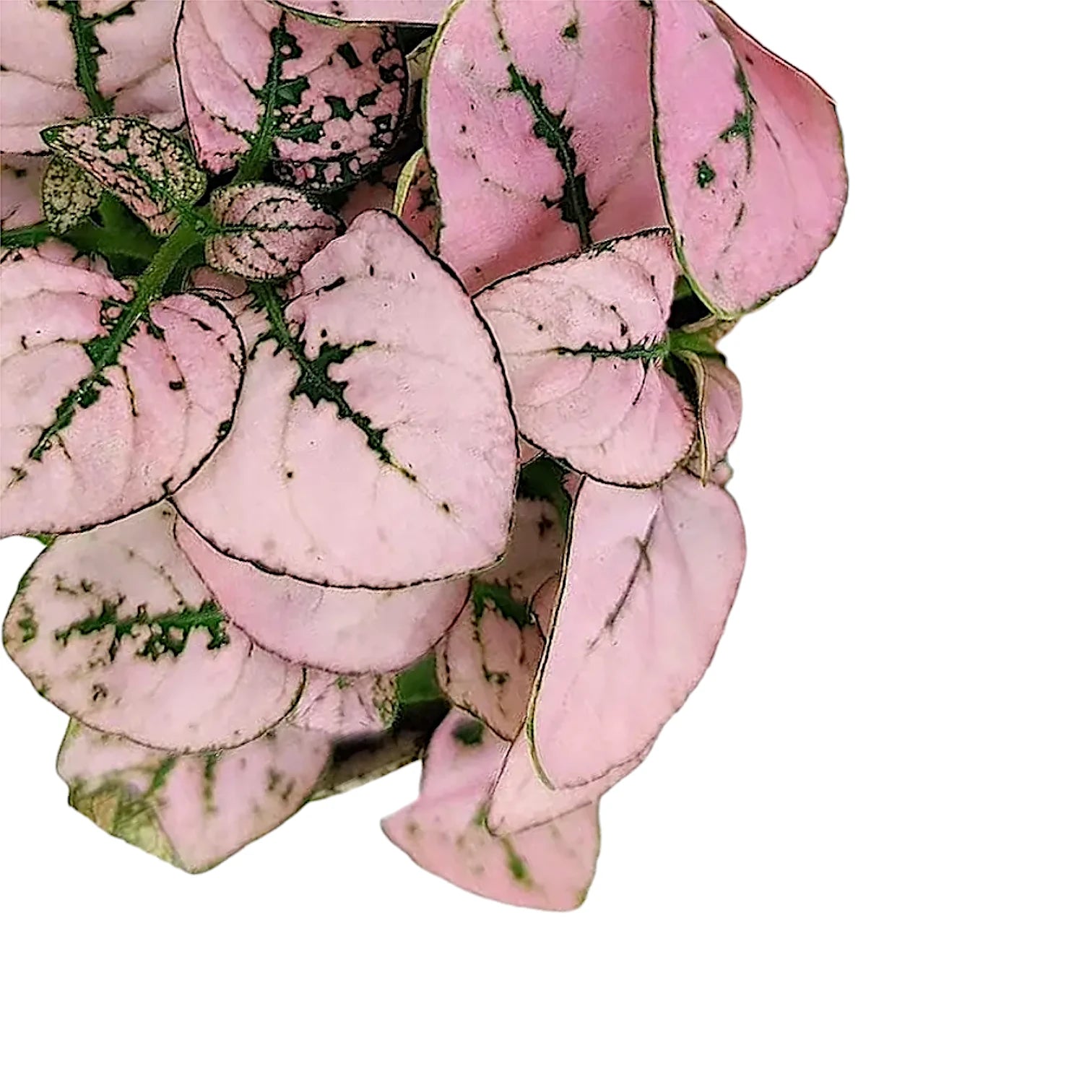 Hypoestes phyllostachya 'Pink' potted houseplant in nursery pot on white background, product photo 5.