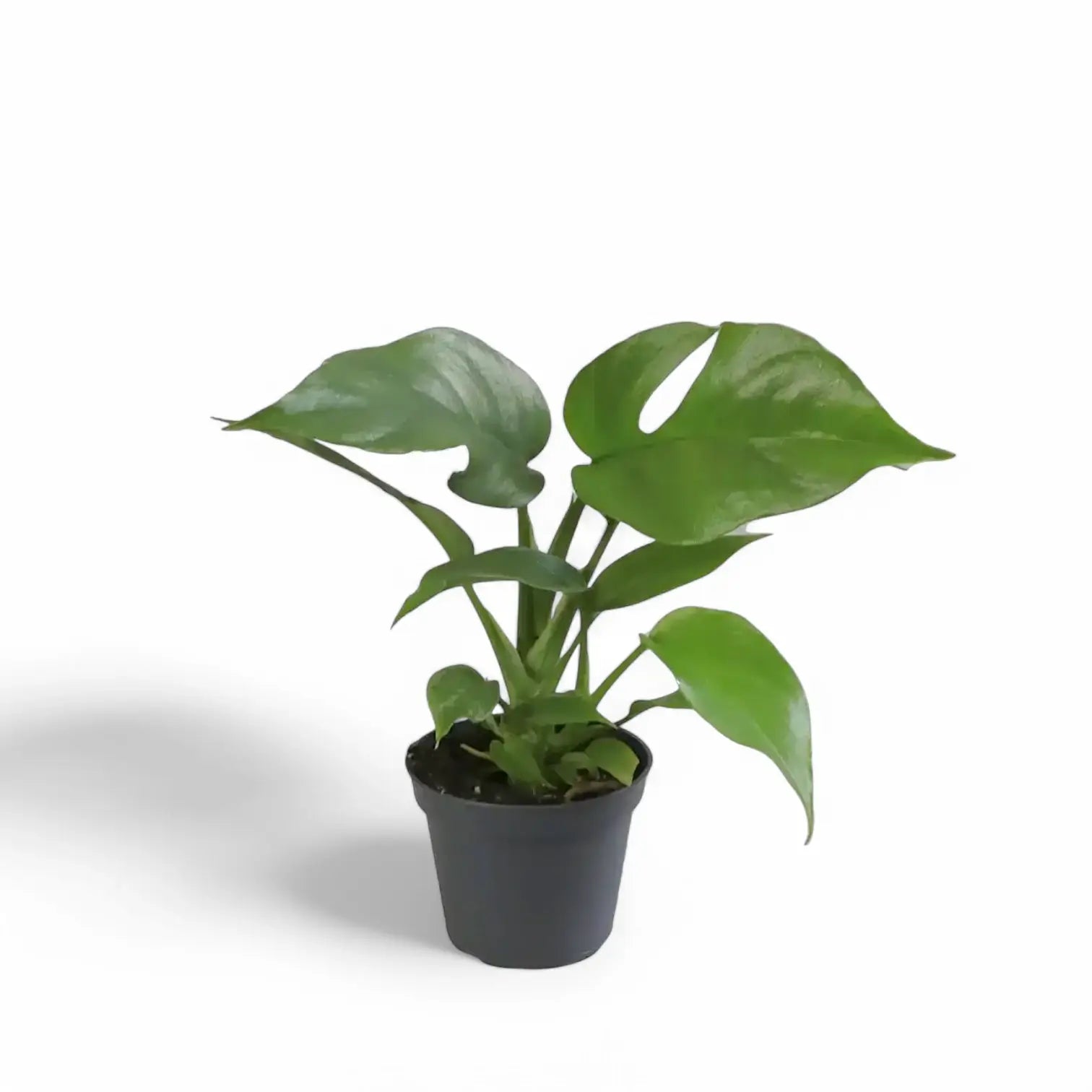 Rhaphidophora tetrasperma potted houseplant in nursery pot on white background, product photo 3.