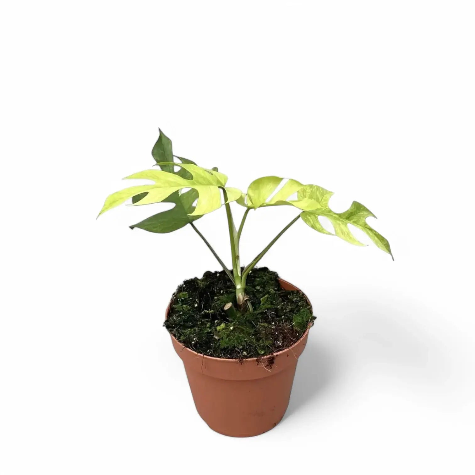 Rhaphidophora tetrasperma albo-variegata potted houseplant in nursery pot on white background, product photo 4.
