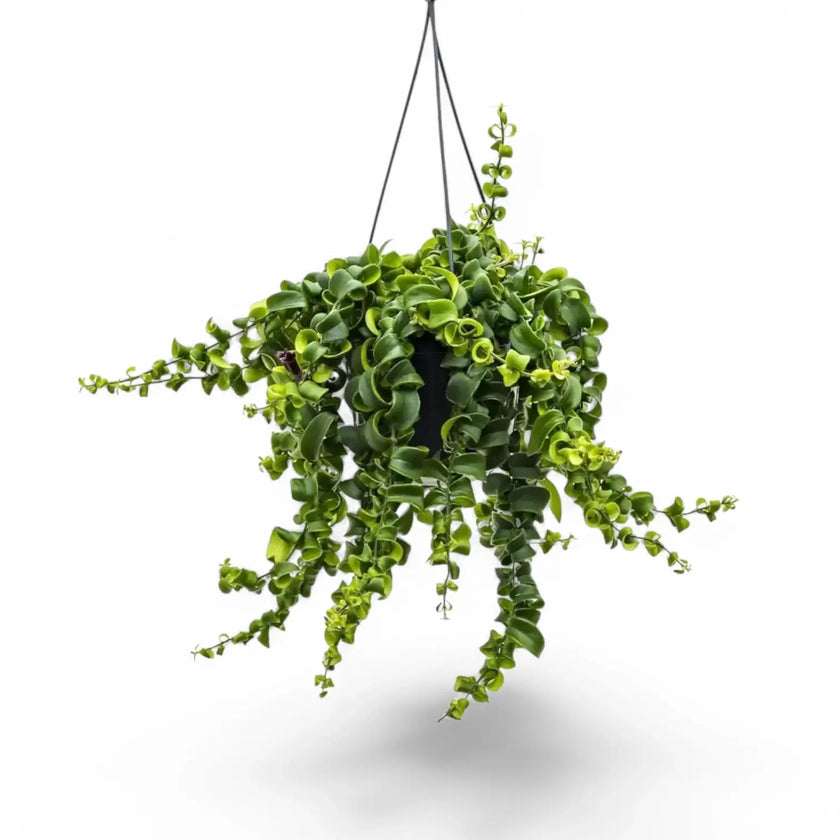 Aeschynanthus 'Rasta' potted houseplant in nursery pot on white background, product photo 2.