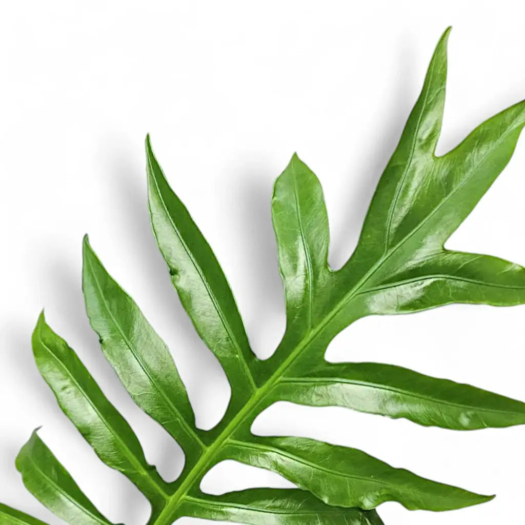 Close-up of a green Alocasia brancifolia leafon a white background