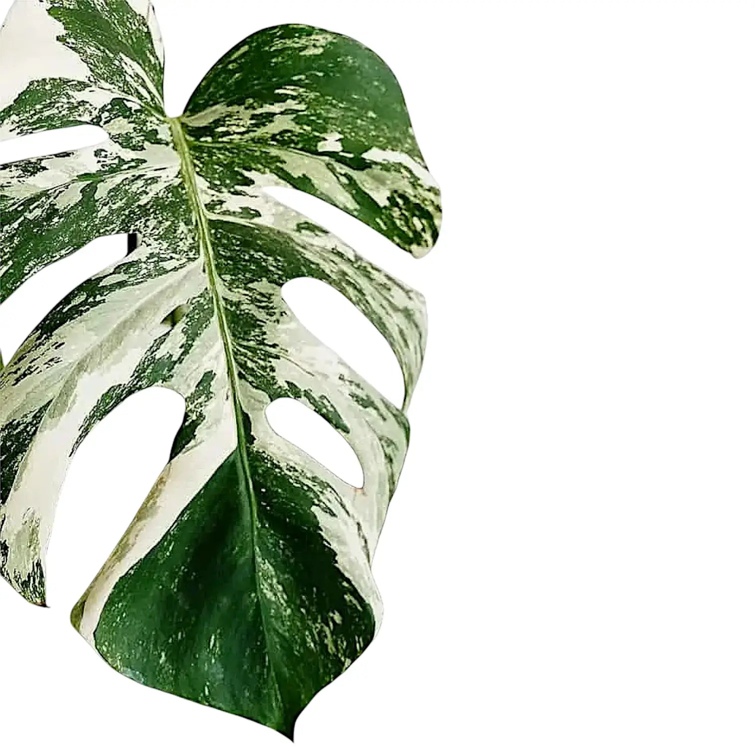 Monstera deliciosa Albo Variegata – Blatt-Detailaufnahme auf weißem Hintergrund.