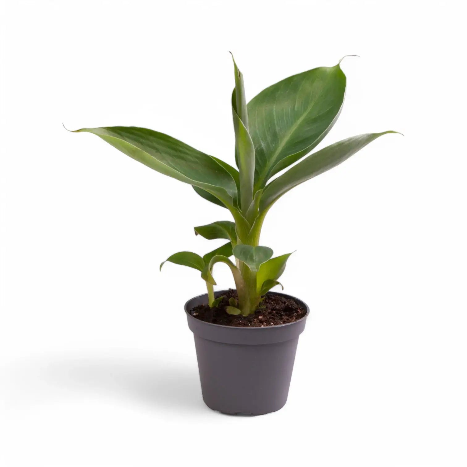 Musa acuminata 'Cheeka' potted houseplant in nursery pot on white background, product photo 3.