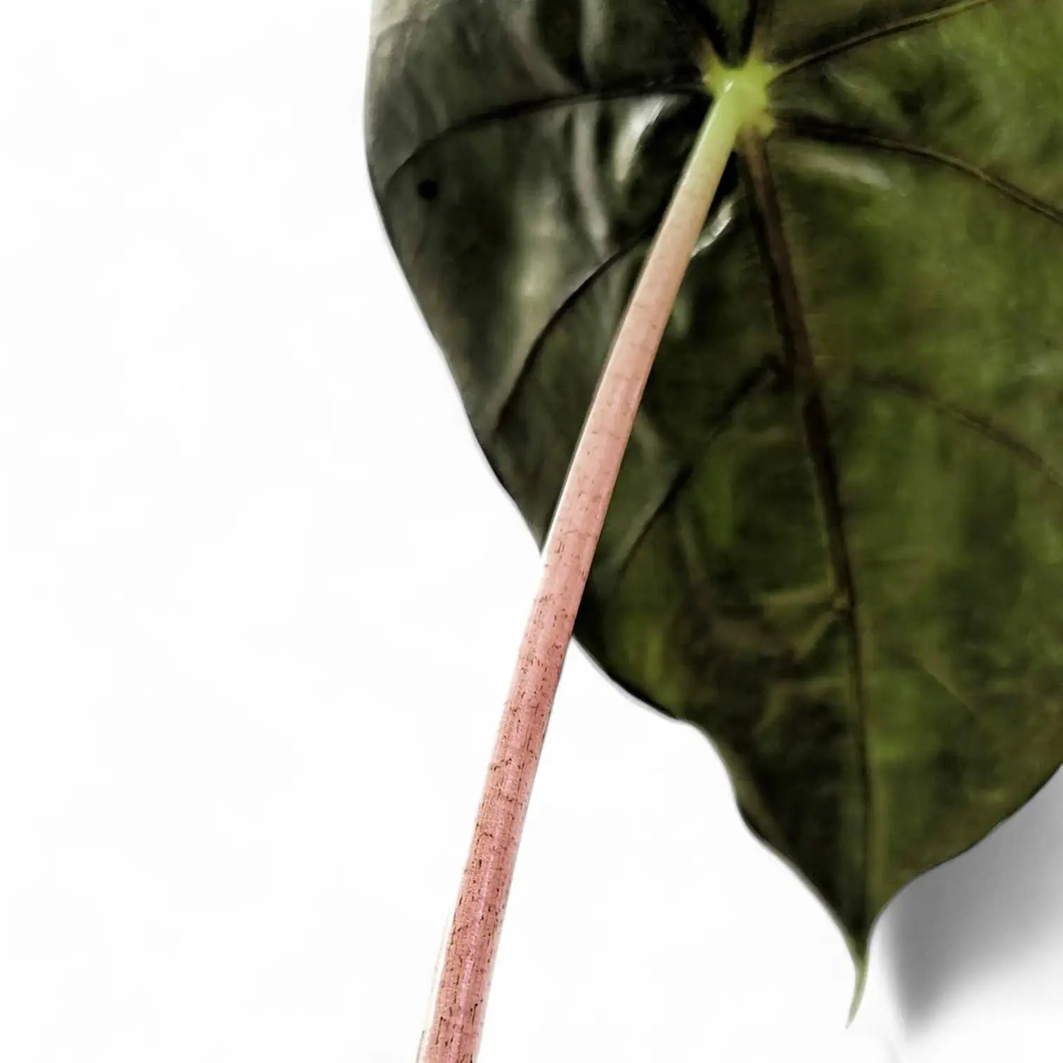 Alocasia 'Pink Dragon' ('Aurora') leaf close-up on white background.
