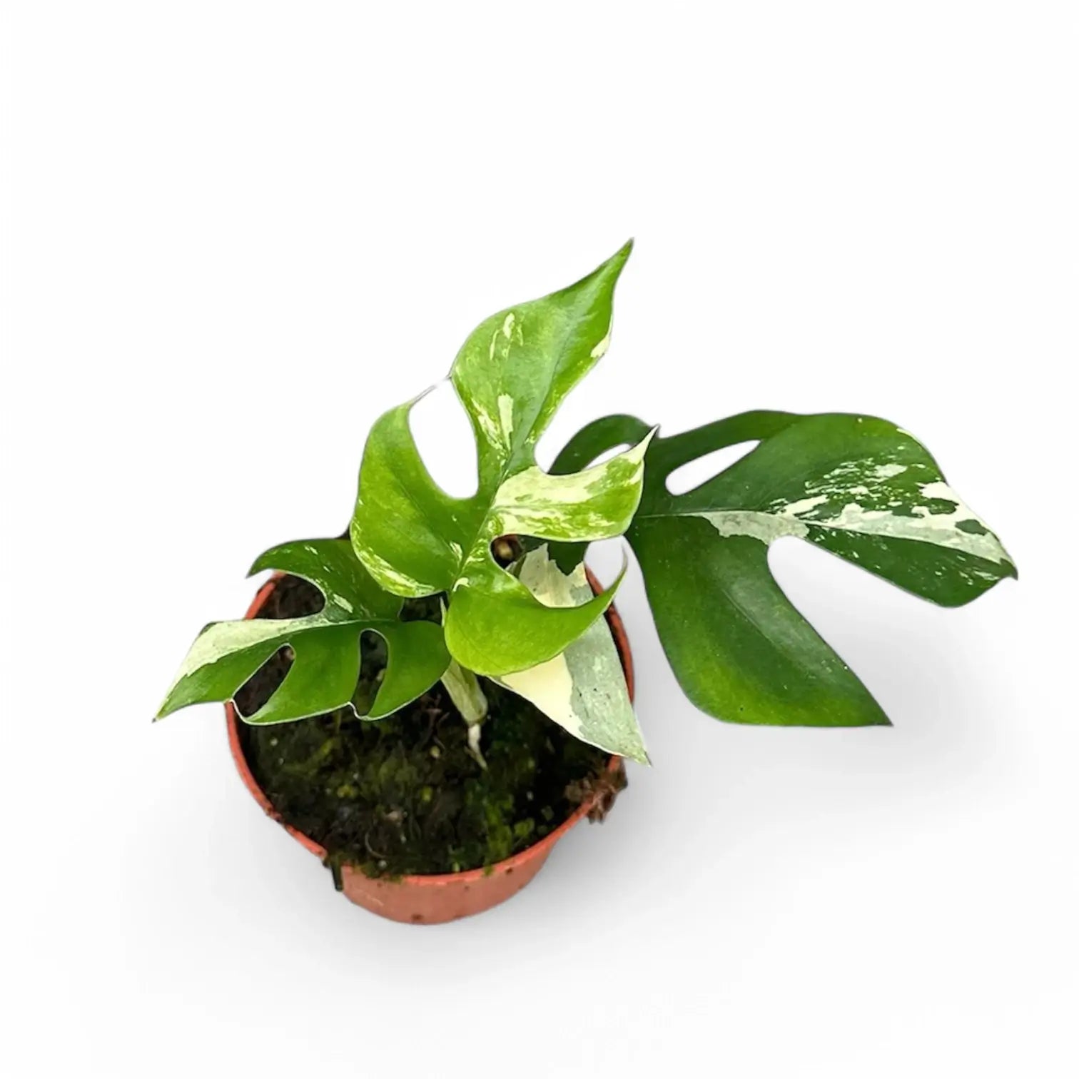 Rhaphidophora tetrasperma albo-variegata potted houseplant in nursery pot on white background, product photo 8.