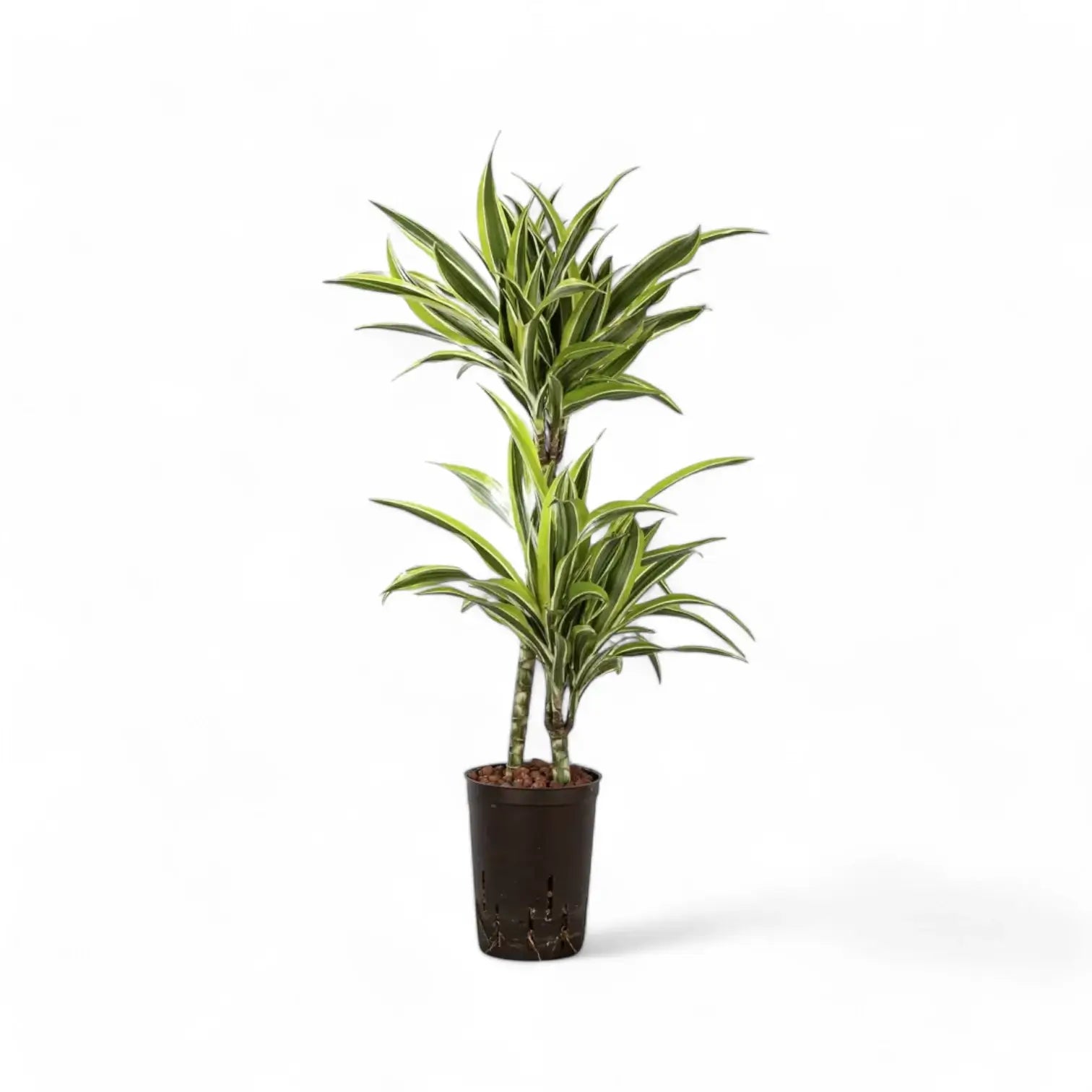 Dracaena fragrans 'Lemon Lime' potted houseplant in nursery pot on white background, product photo 7.