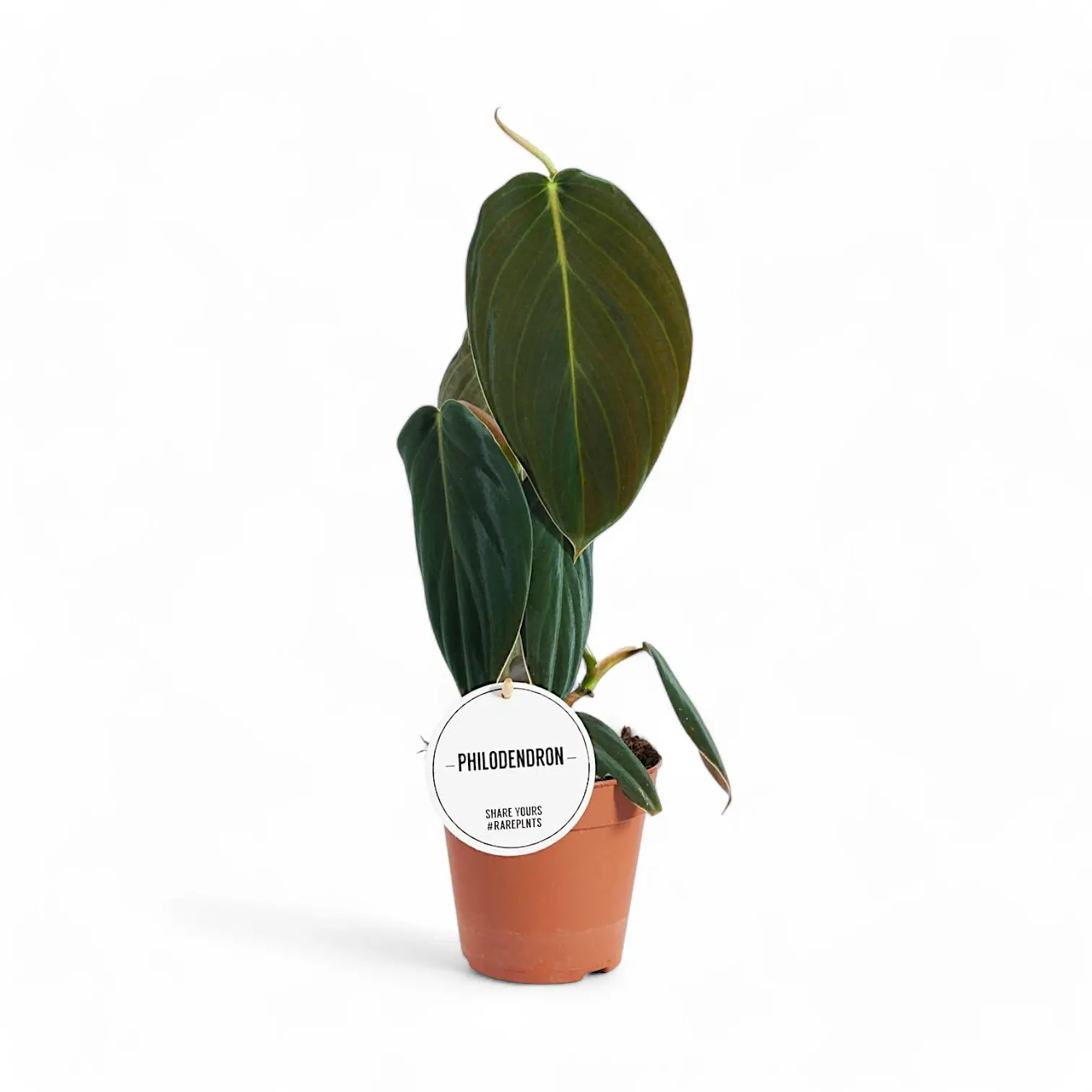 Philodendron gigas – Topfpflanze im Kulturtopf vor weißem Hintergrund, Produktfoto 4.