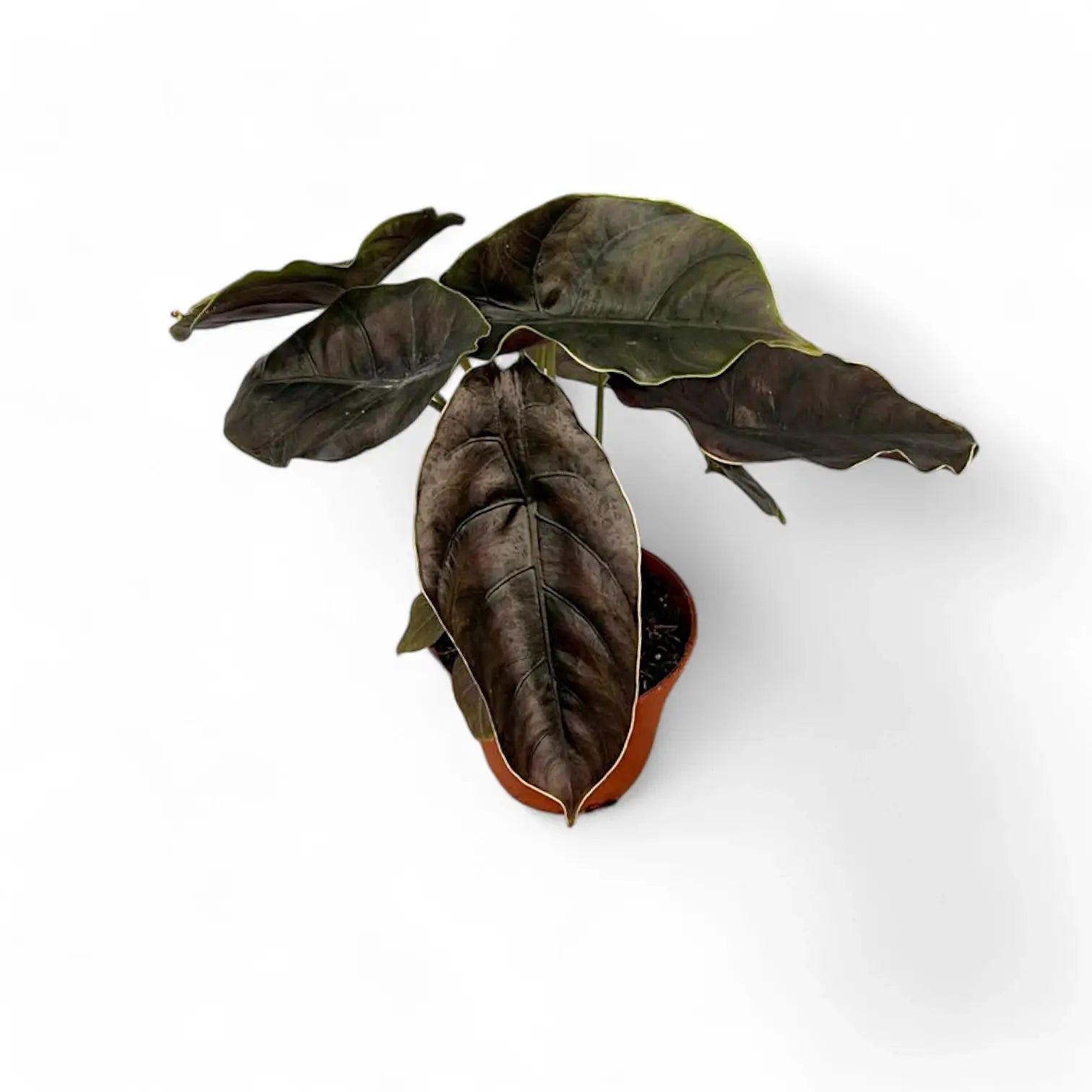 Alocasia azlanii potted houseplant in nursery pot on white background, product photo 11.