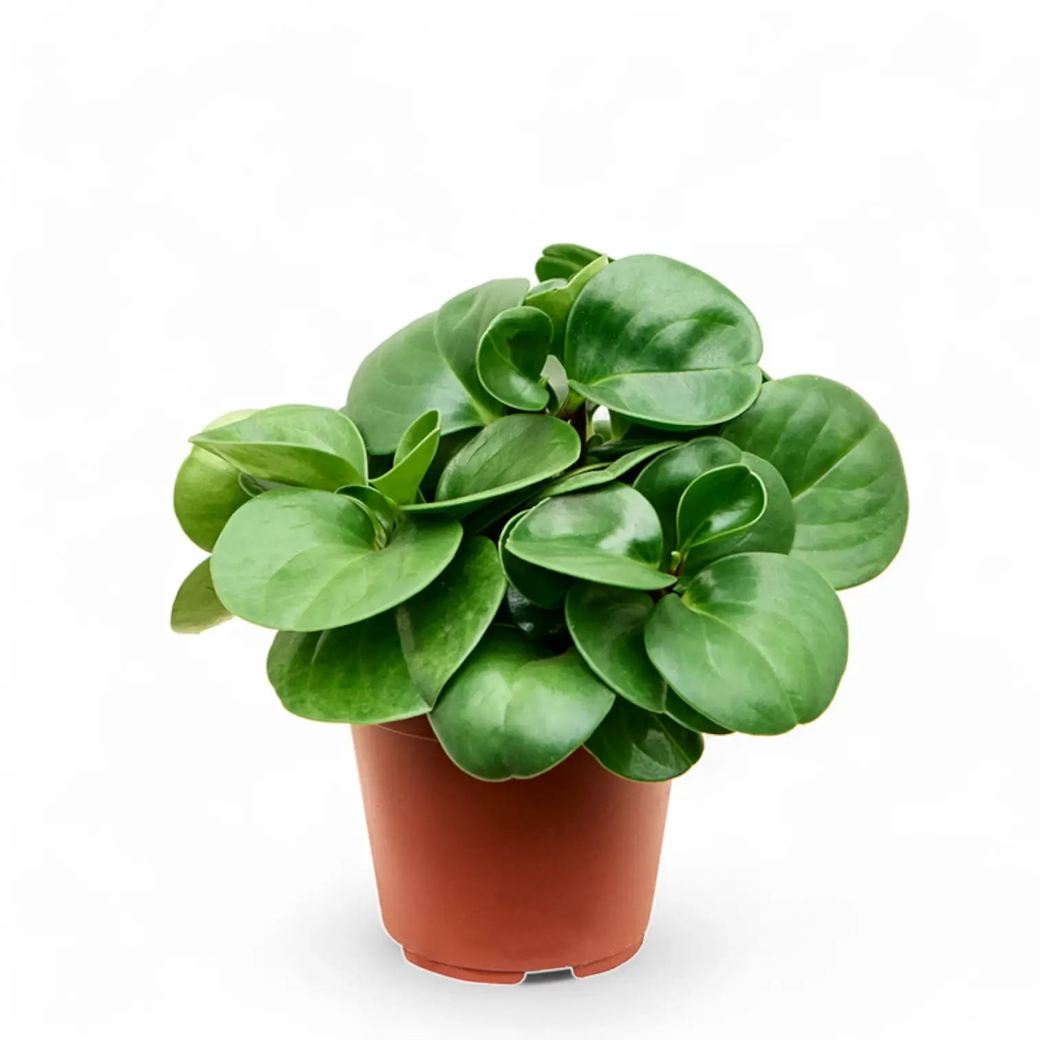 Peperomia obtusifolia potted houseplant in nursery pot on white background, product photo 2.