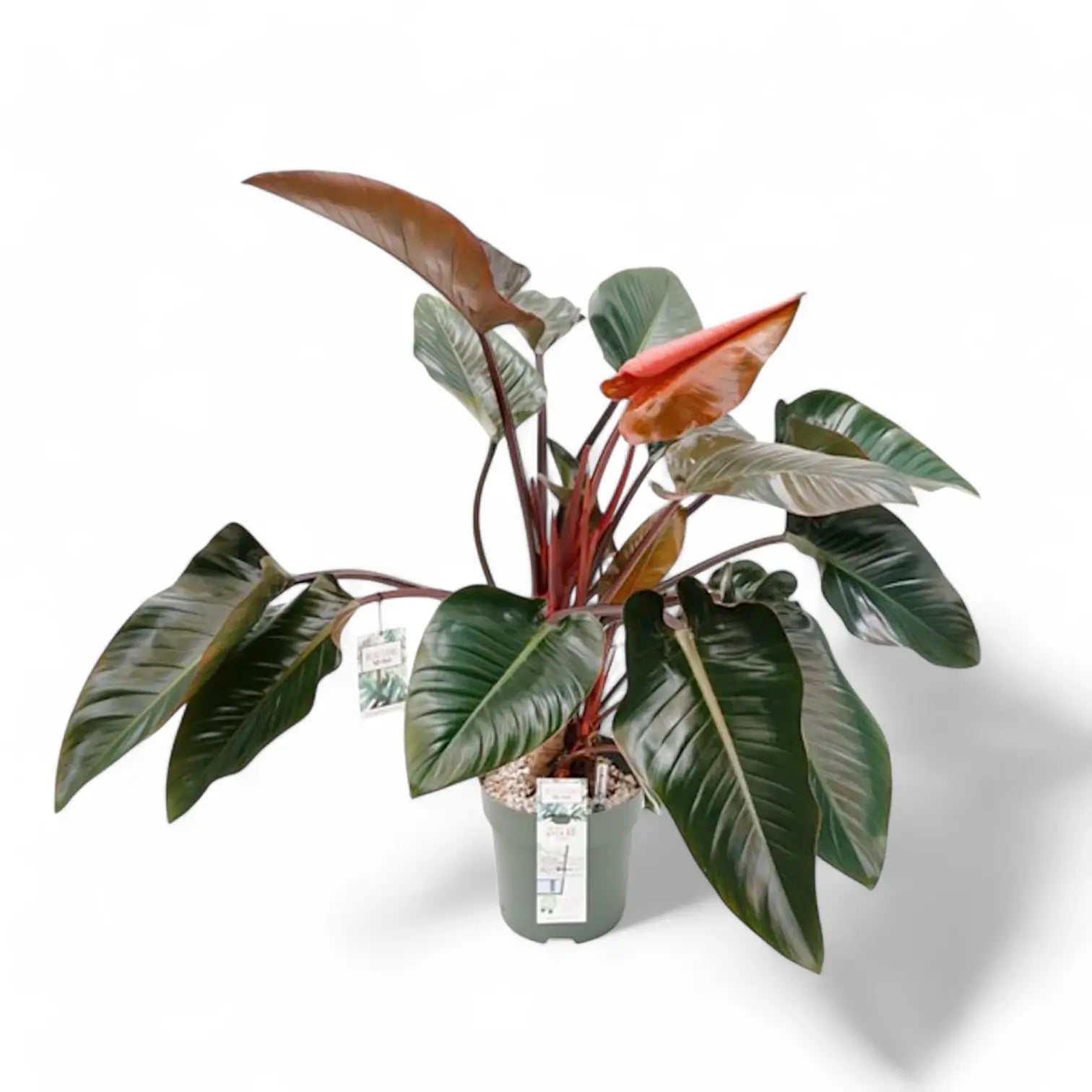 Philodendron 'Red beauty' potted houseplant in nursery pot on white background, product photo 5.