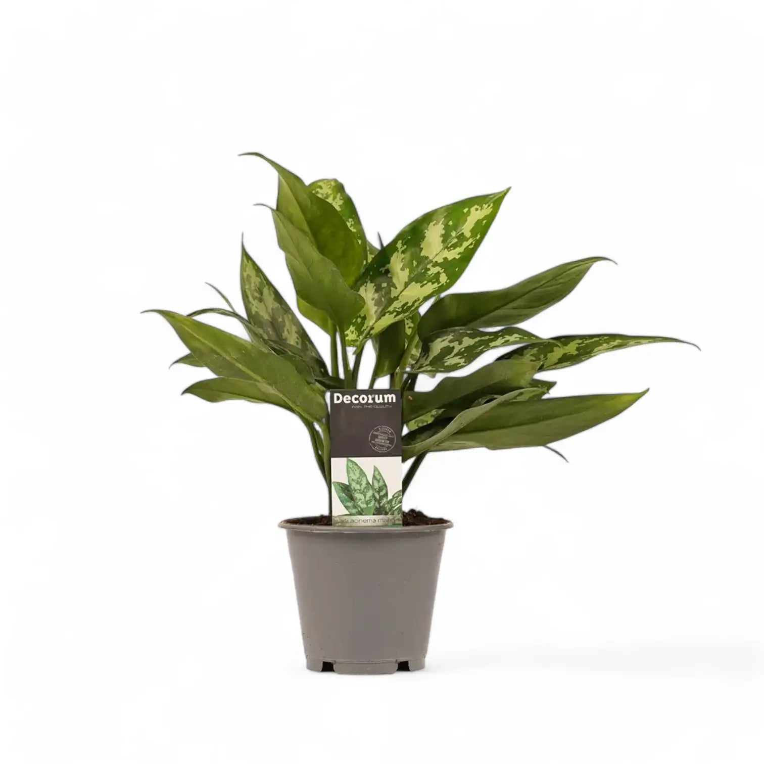 Aglaonema 'Maria' potted houseplant in nursery pot on white background, product photo 3.