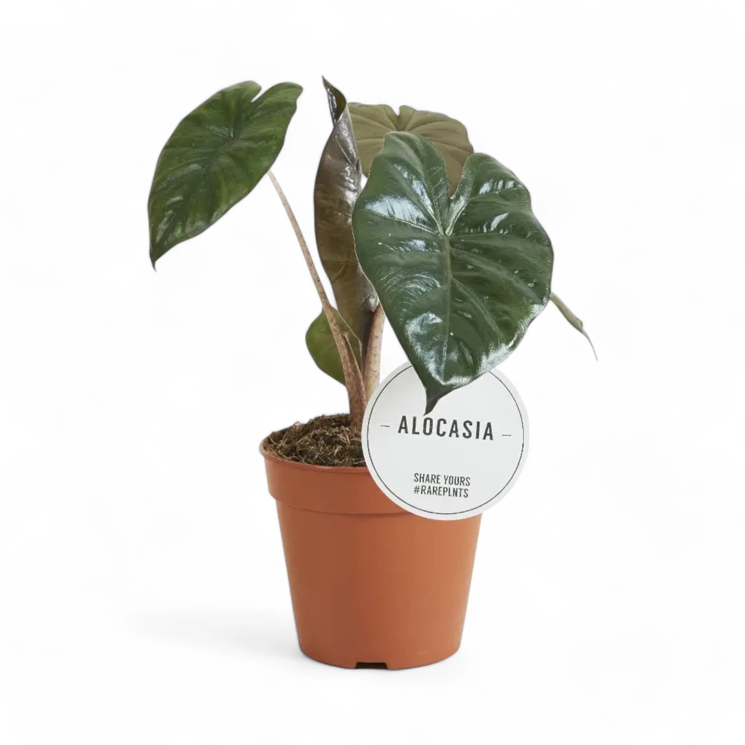 Alocasia 'Yucatan princess' potted houseplant in nursery pot on white background, product photo 5.