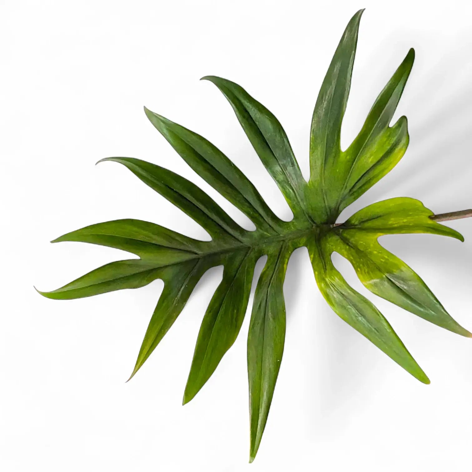 Philodendron mayoi – Nahaufnahme eines Blatts vor weißem Hintergrund.