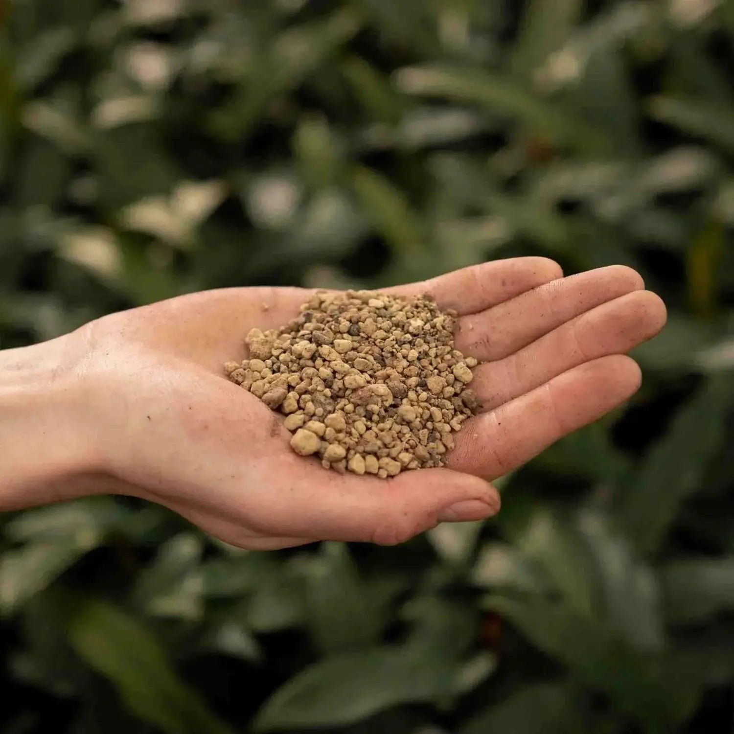 Bims vor weißem Hintergrund, Produktfoto 2.