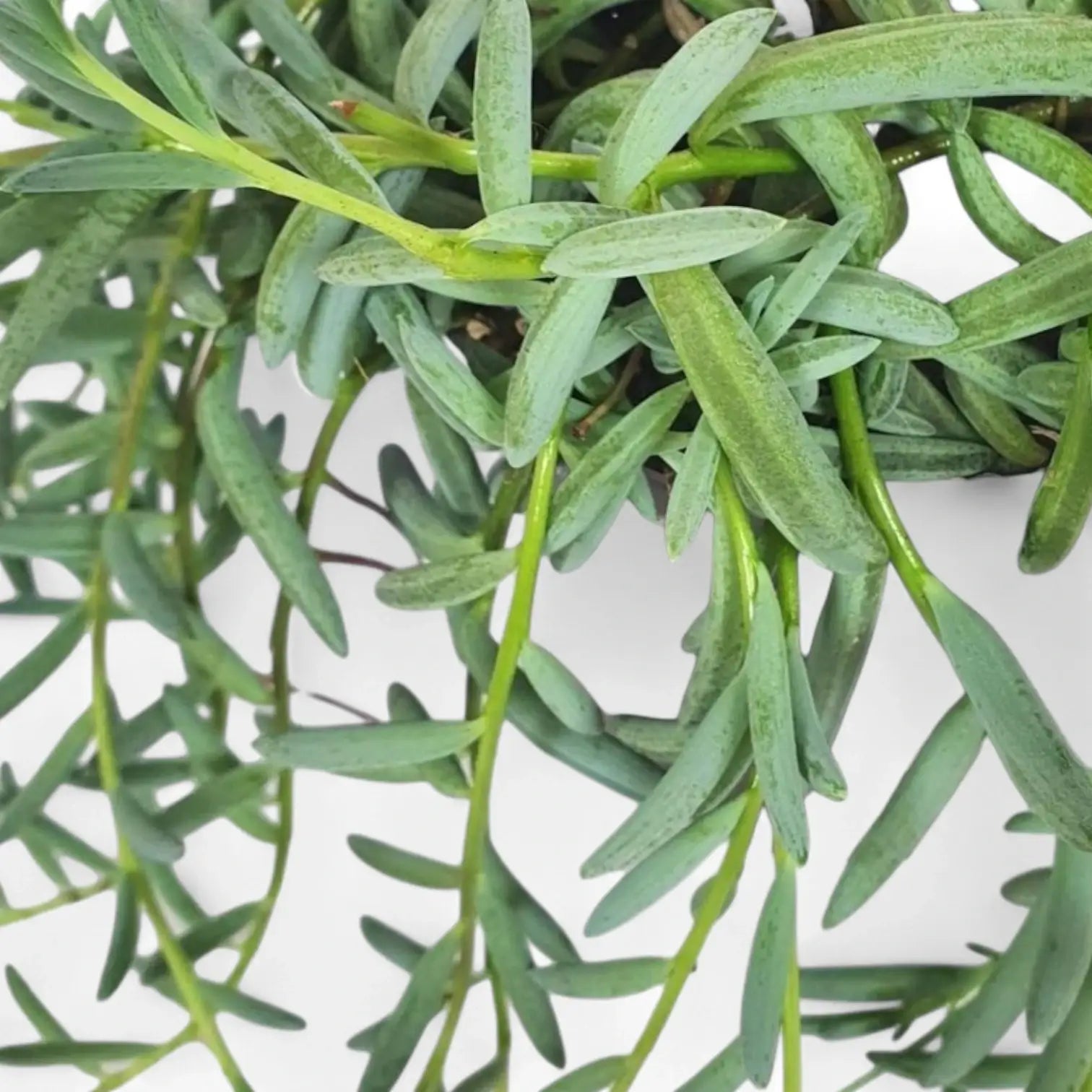Curio hallianus potted houseplant in nursery pot on white background, product photo 6.