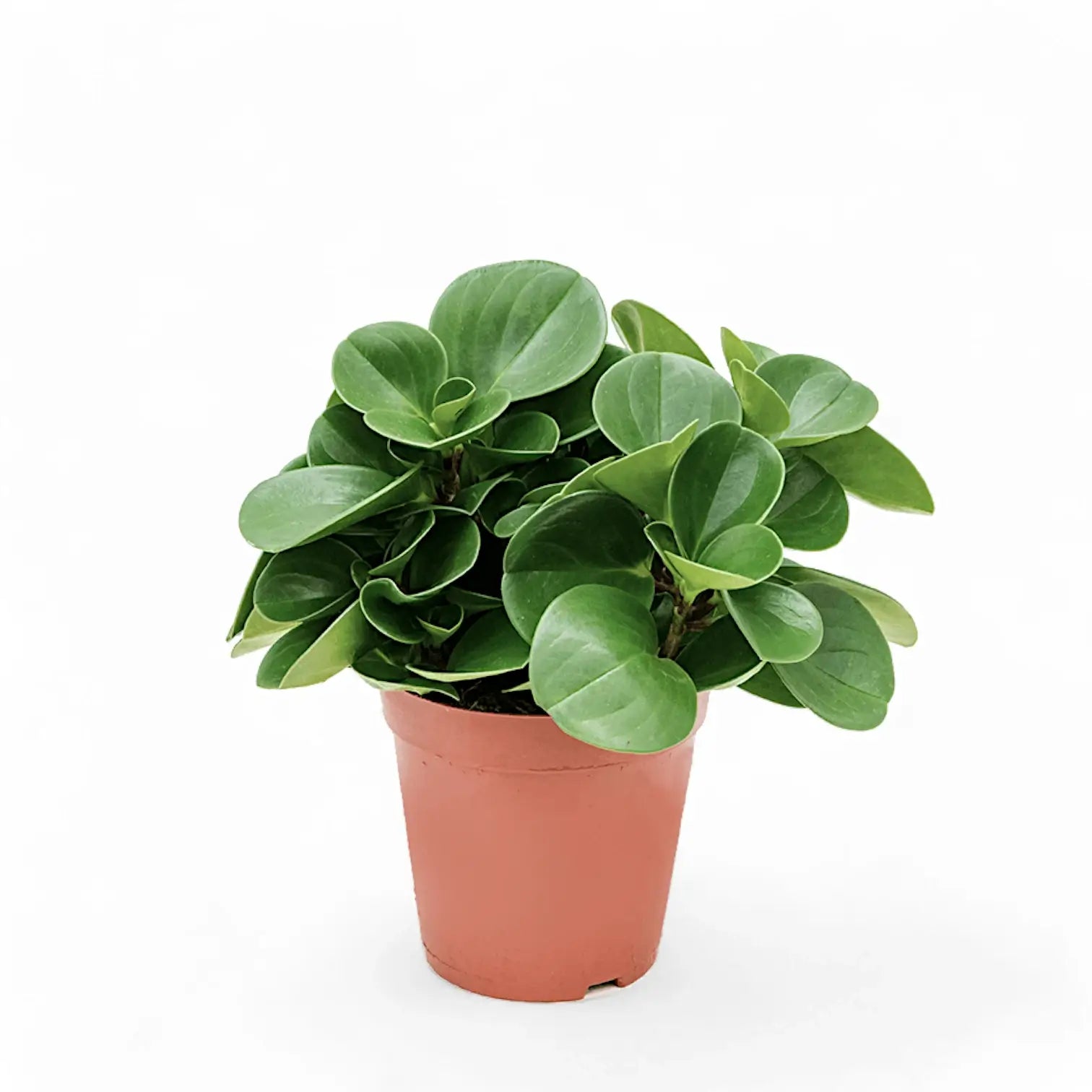 Peperomia obtusifolia potted houseplant in nursery pot on white background, product photo 3.